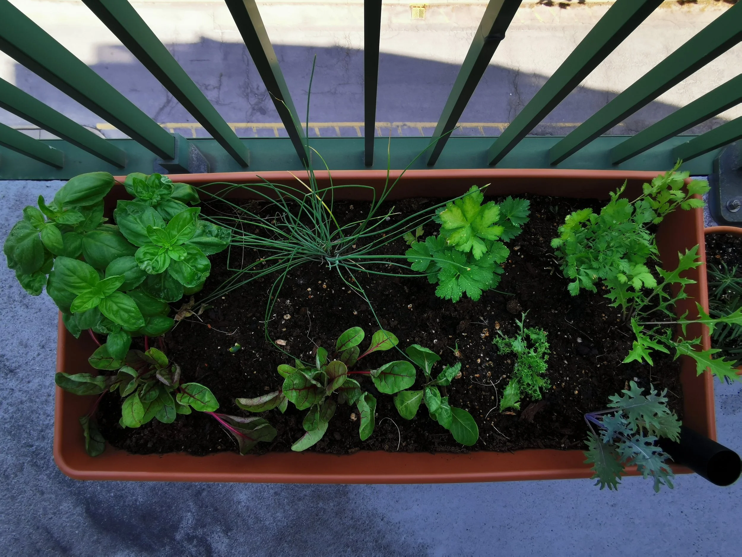 View from above of a rectangular planter box with various green leafy herbs and plants, placed on a concrete surface, with a metal railing in the background.
