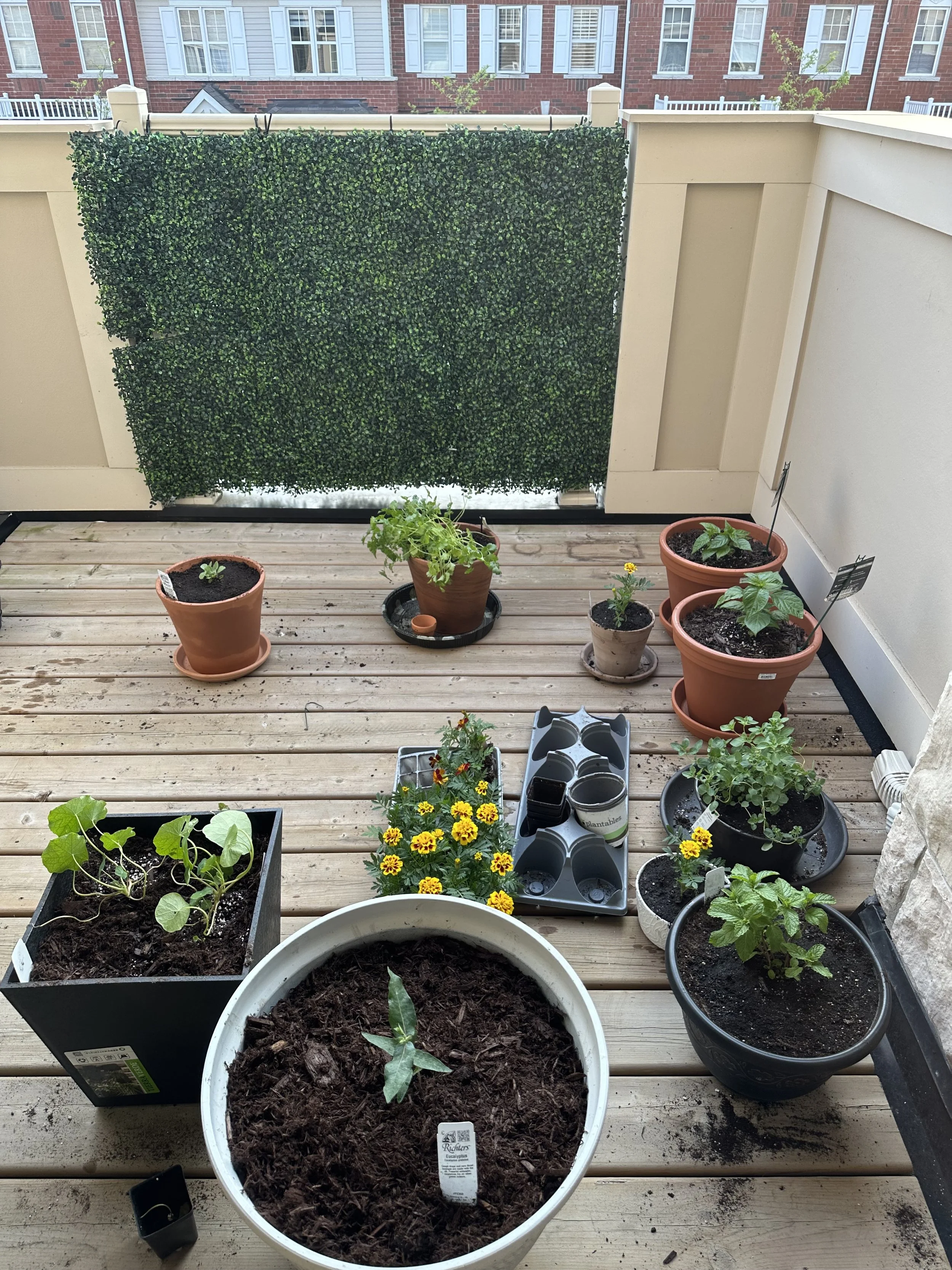 Small balcony with various potted plants including seedlings and flowers on a wooden deck, with a green privacy screen and residential buildings in the background.