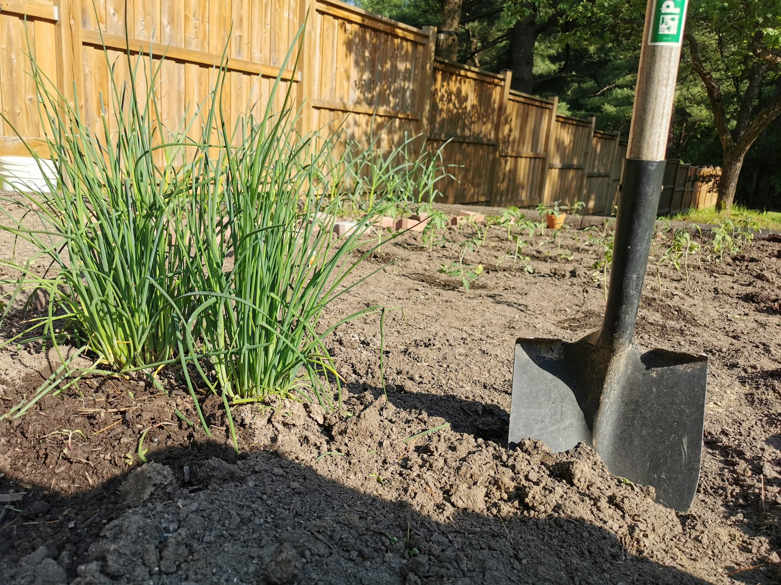 A garden with a small green plant and a shovel in the soil, surrounded by a wooden fence and trees in the background.