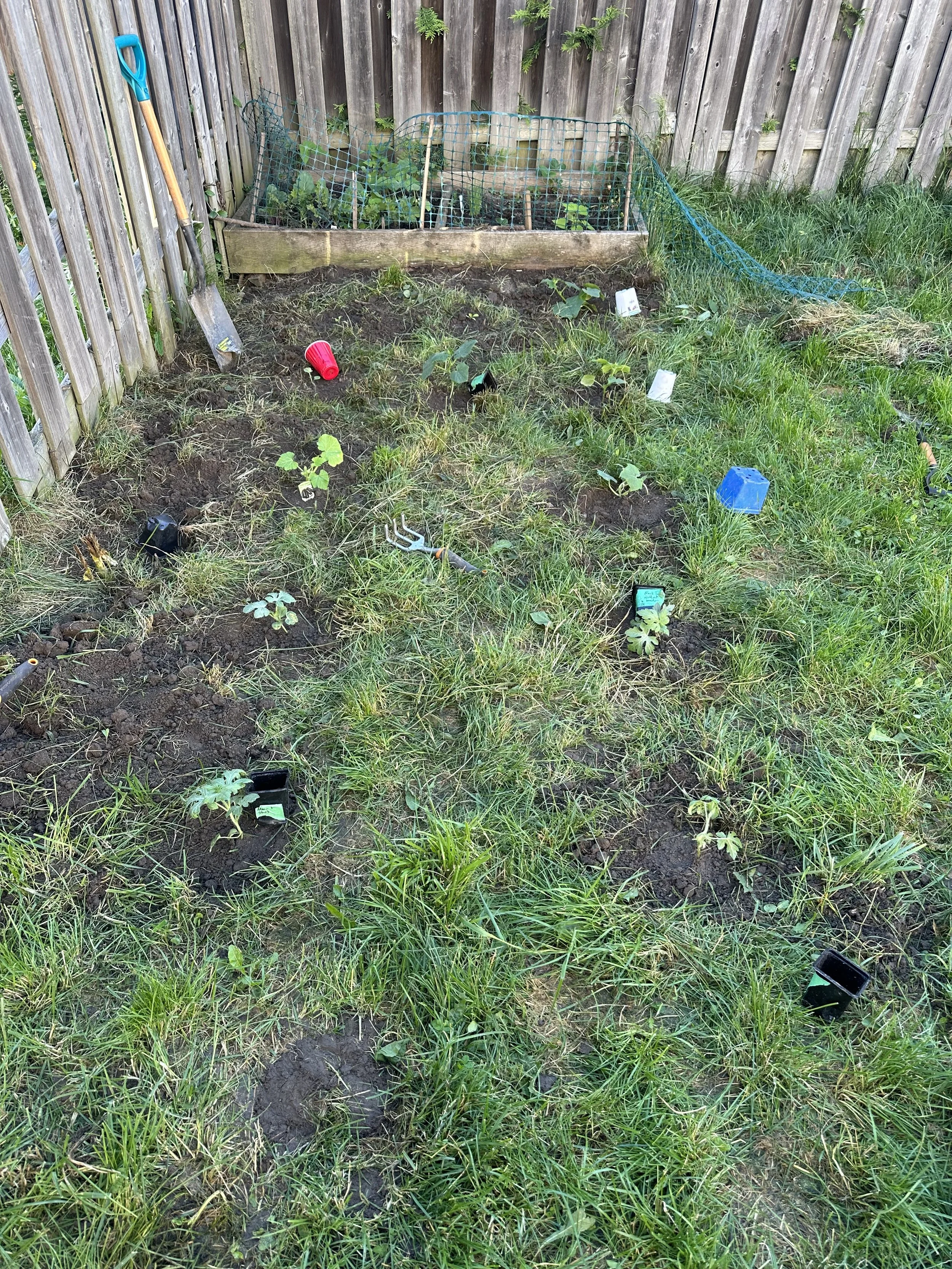 A yard garden with small plants and seedlings in soil, gardening tools, and plant markers, enclosed by a wooden fence and a small raised planter at the back.