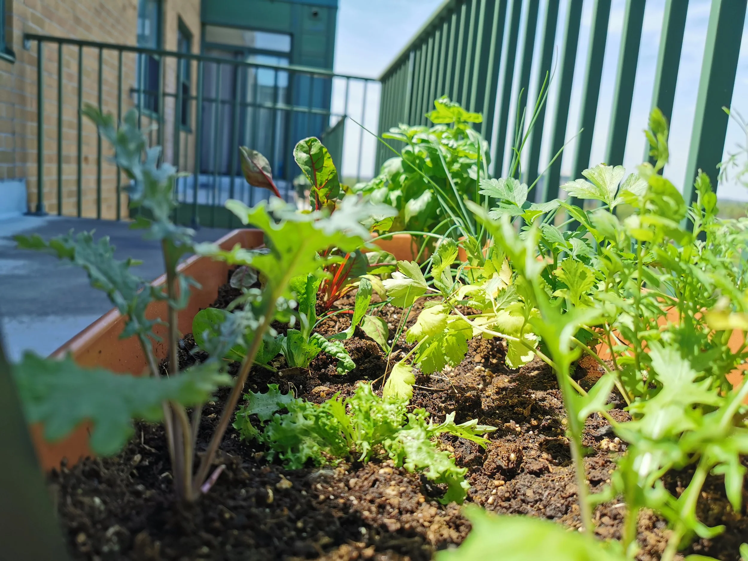 Close-up of various green vegetable plants growing in soil on a balcony, with a metal railing and a building in the background.