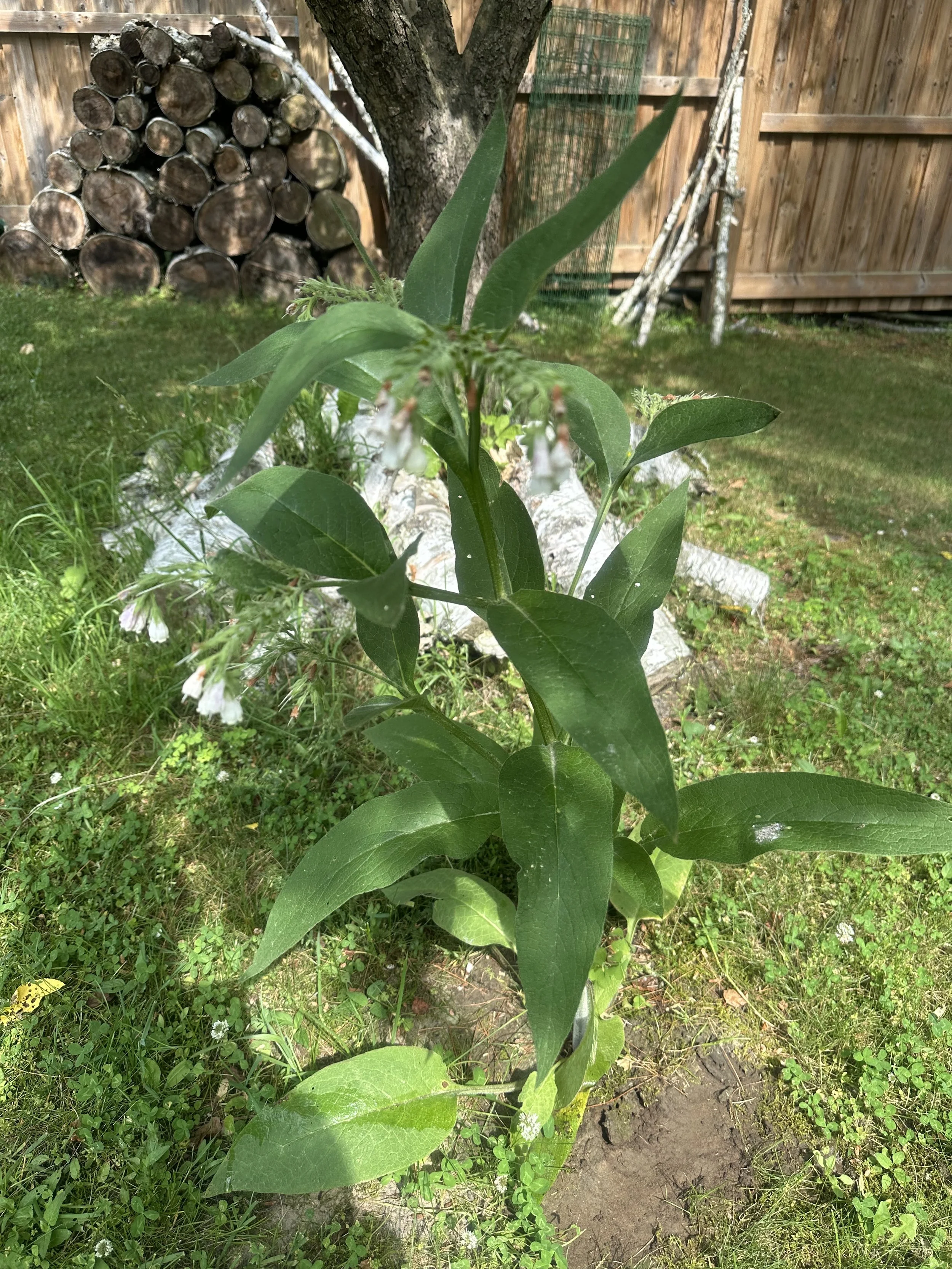 A young plant with green leaves and small white flowers growing in a backyard with grass, a tree, stacks of logs, and a wooden fence in the background.