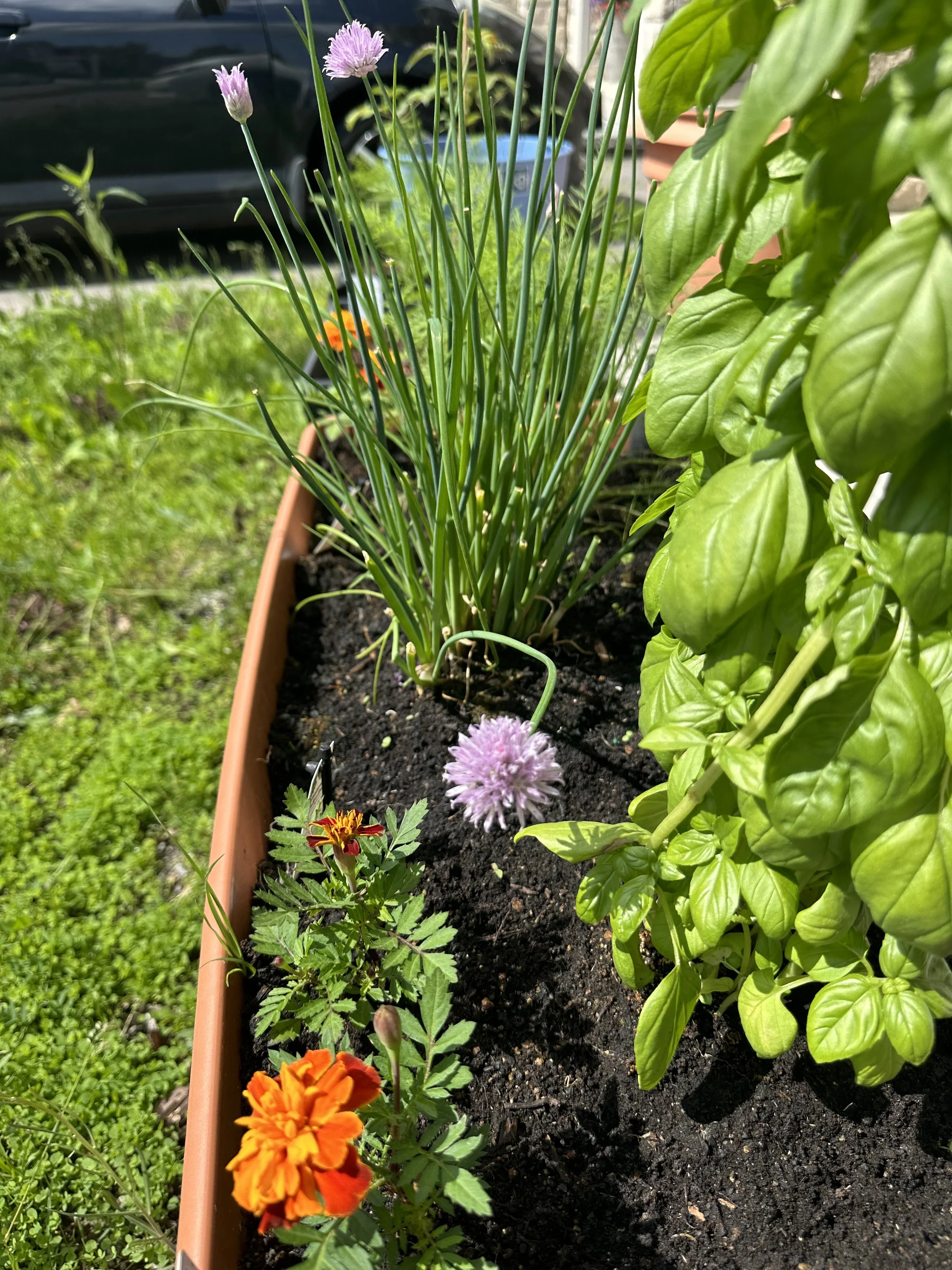 Close-up of a flower garden in a rectangular planter with marigolds, a globe amaranth, chive, and basil plants in soil, with a background of green grass, a black vehicle, and outdoors.