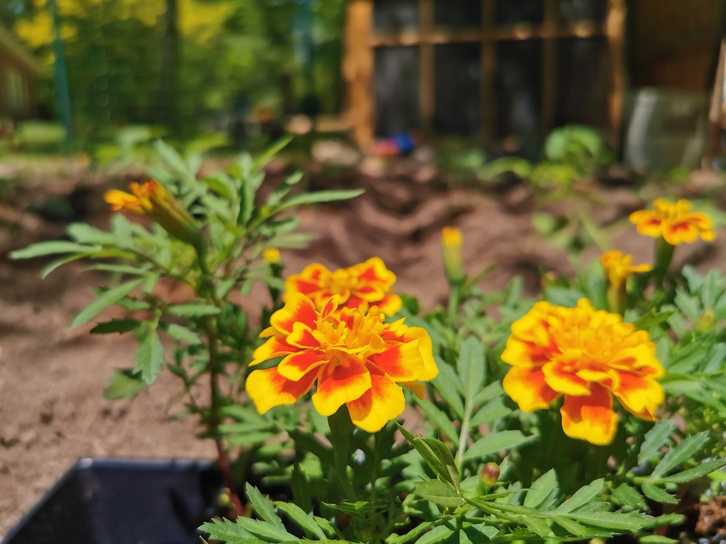 Close-up of yellow and red marigold flowers in a garden with a blurred background.