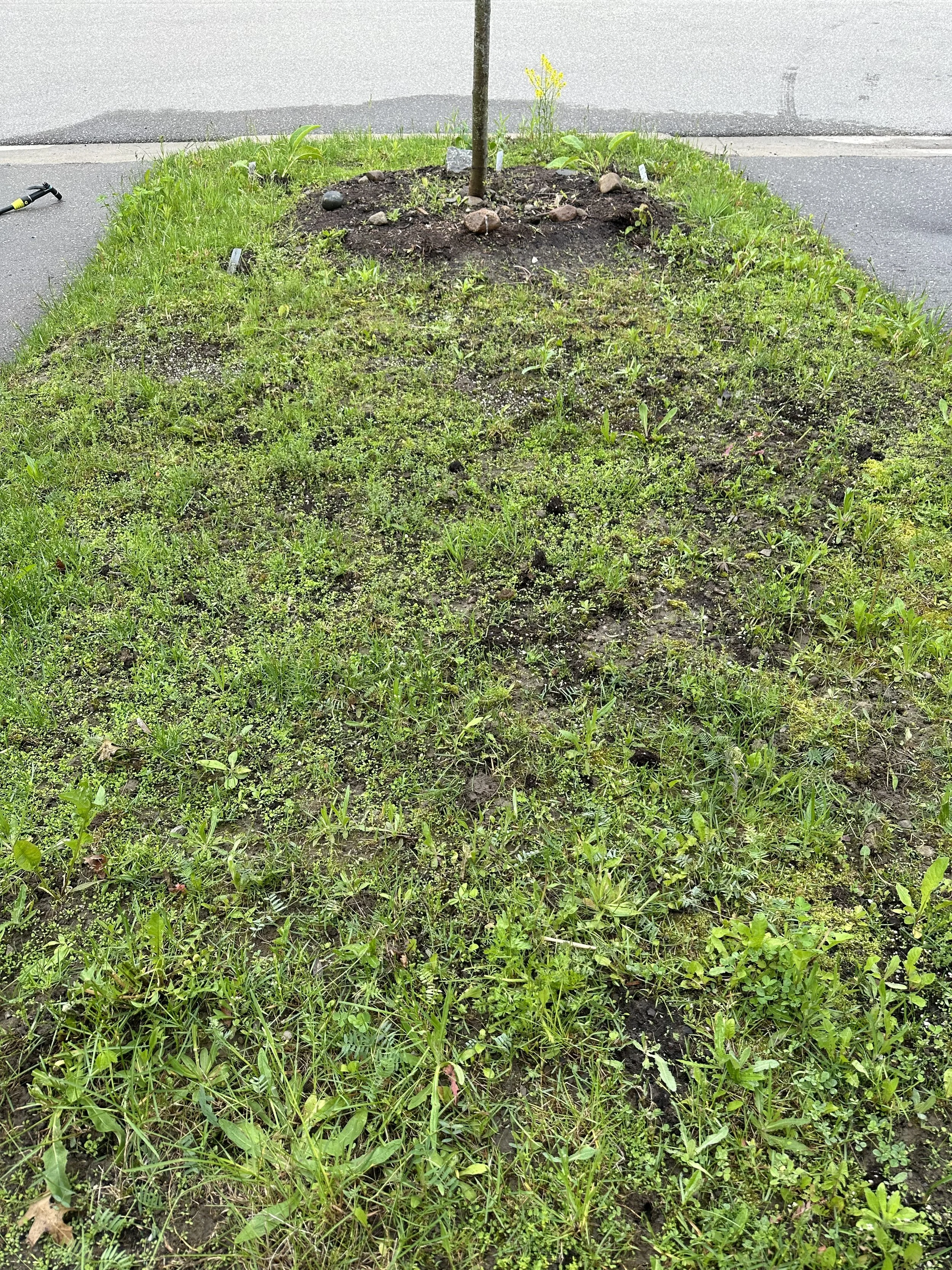 A small patch of disturbed soil with young green plants and grass, surrounding a young tree trunk, situated near a sidewalk and street, with a visible garden sprinkler on the left.