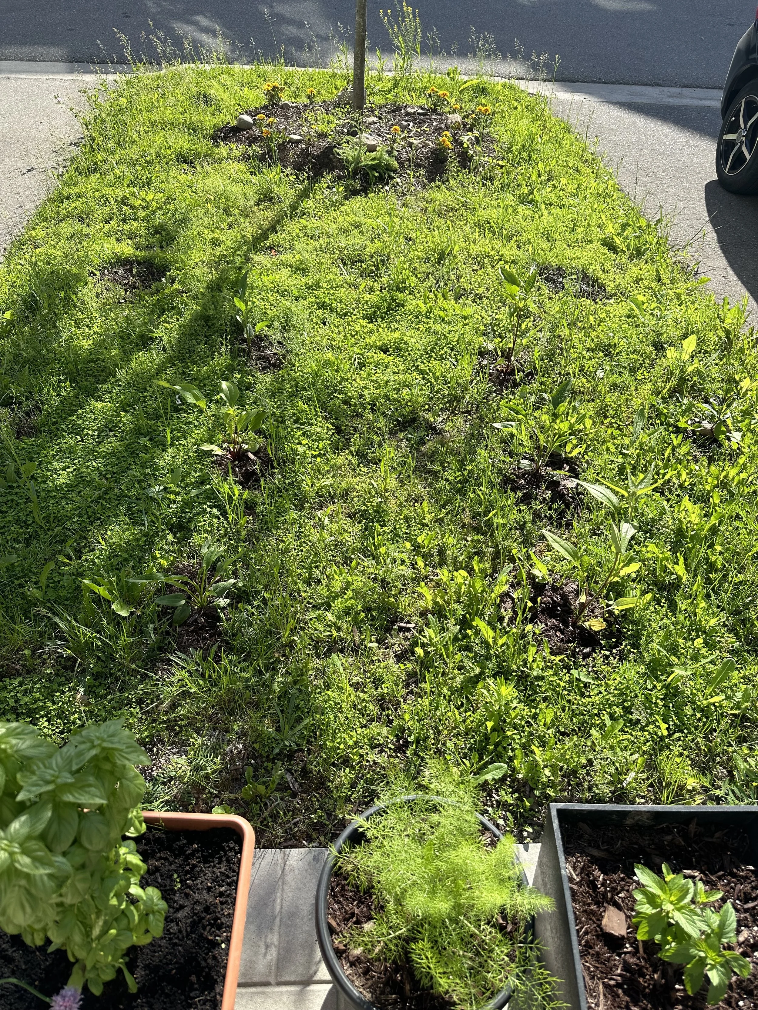 A small garden with green plants, including a potted dill and other herbs, is adjacent to a sidewalk and a parking lot with a black car.