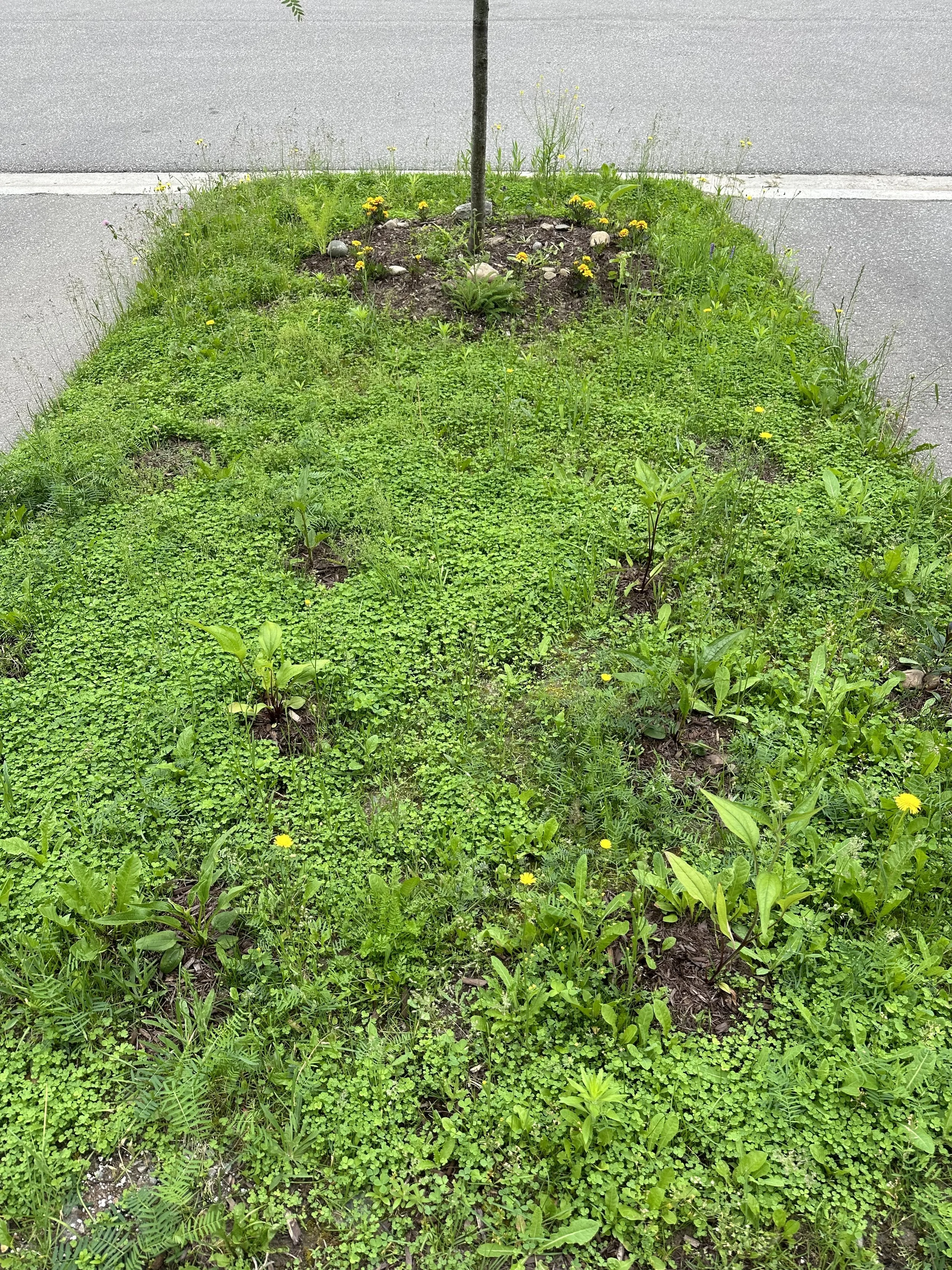 A small tree planted in a grassy area by the side of a road, with small yellow flowers and other green plants surrounding it.