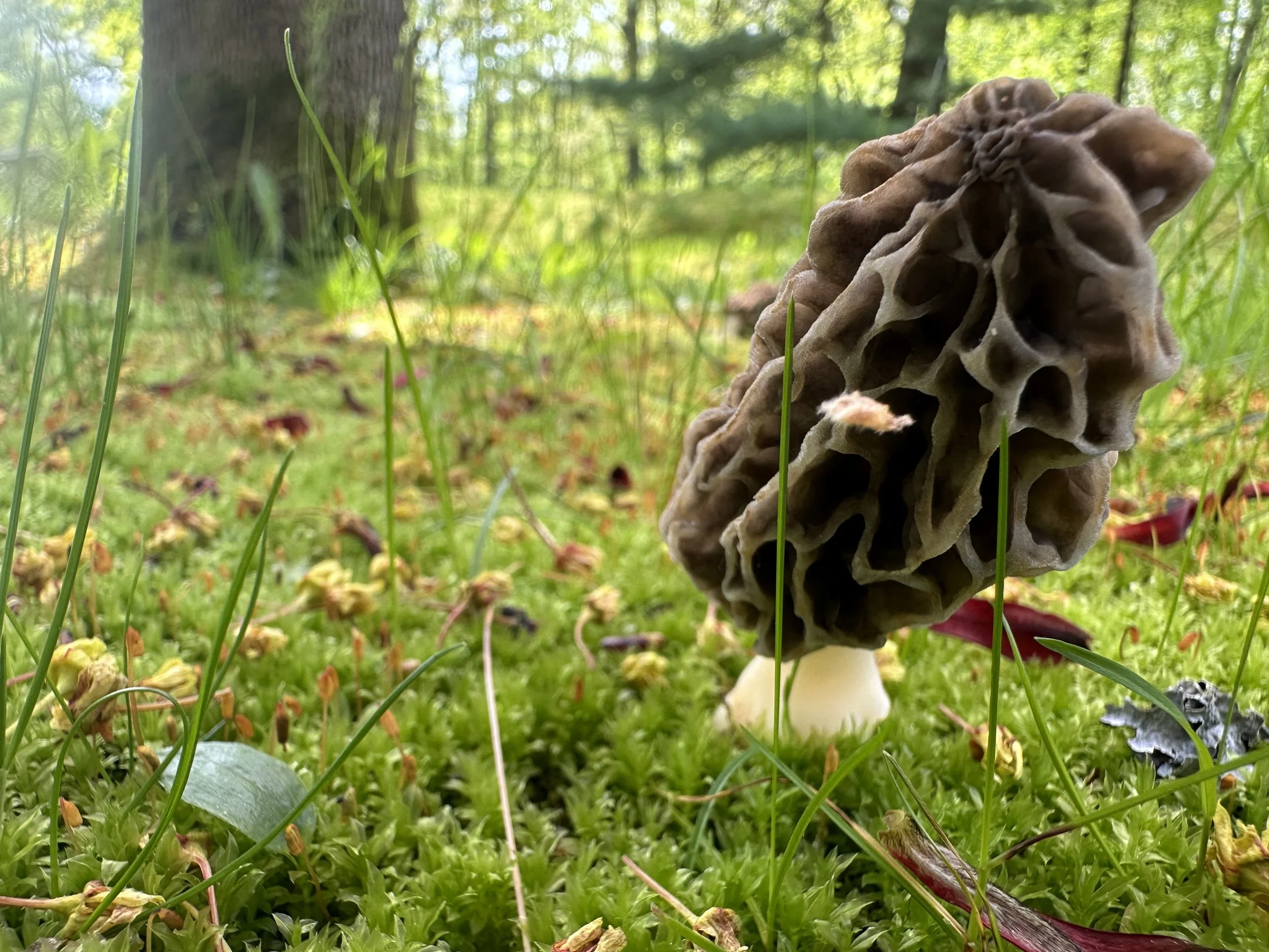 Close-up of a morel mushroom growing among grass and small plants in a forest setting, with trees and sunlight in the background.