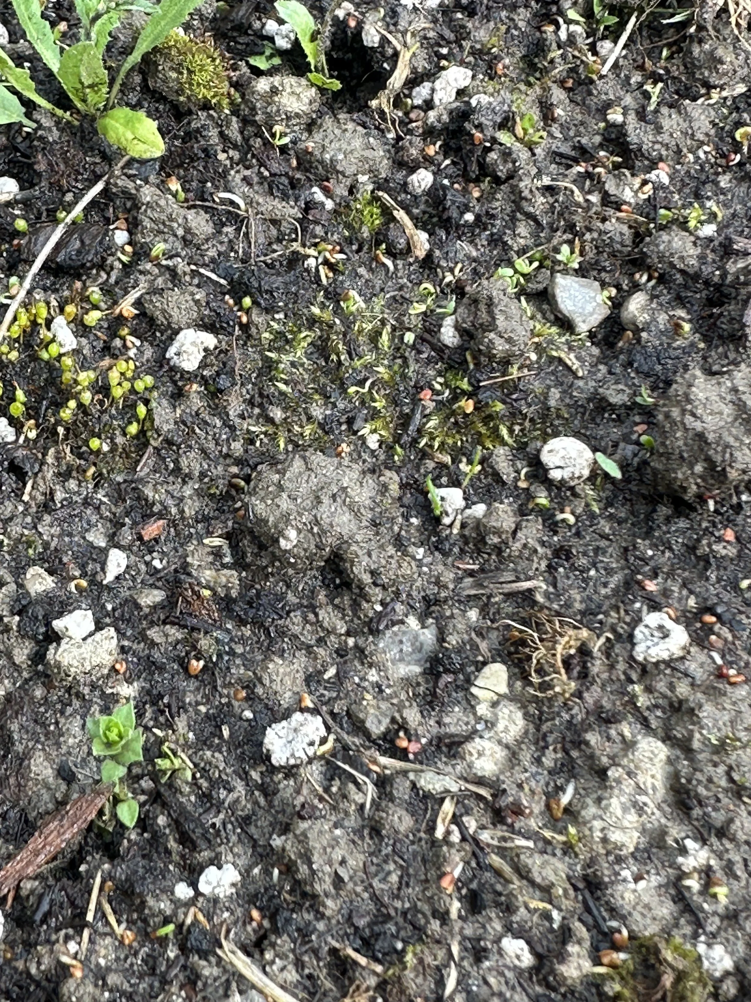Close-up of dark, moist soil with small green seedlings and tiny weeds sprouting, some scattered pebbles and organic debris visible.