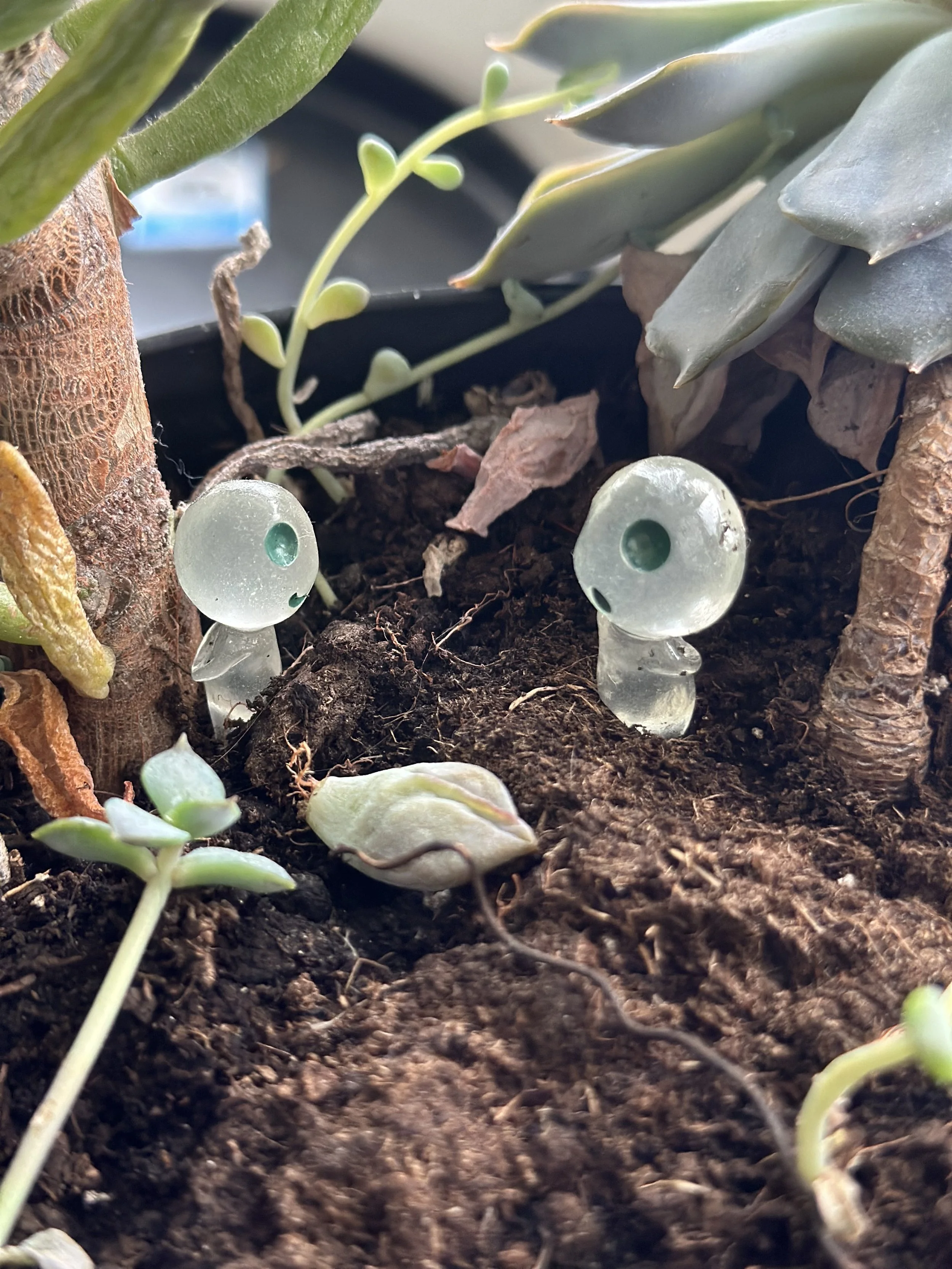 Close-up of soil with two small, translucent plant watering spikes and surrounding succulent plants and leaves.