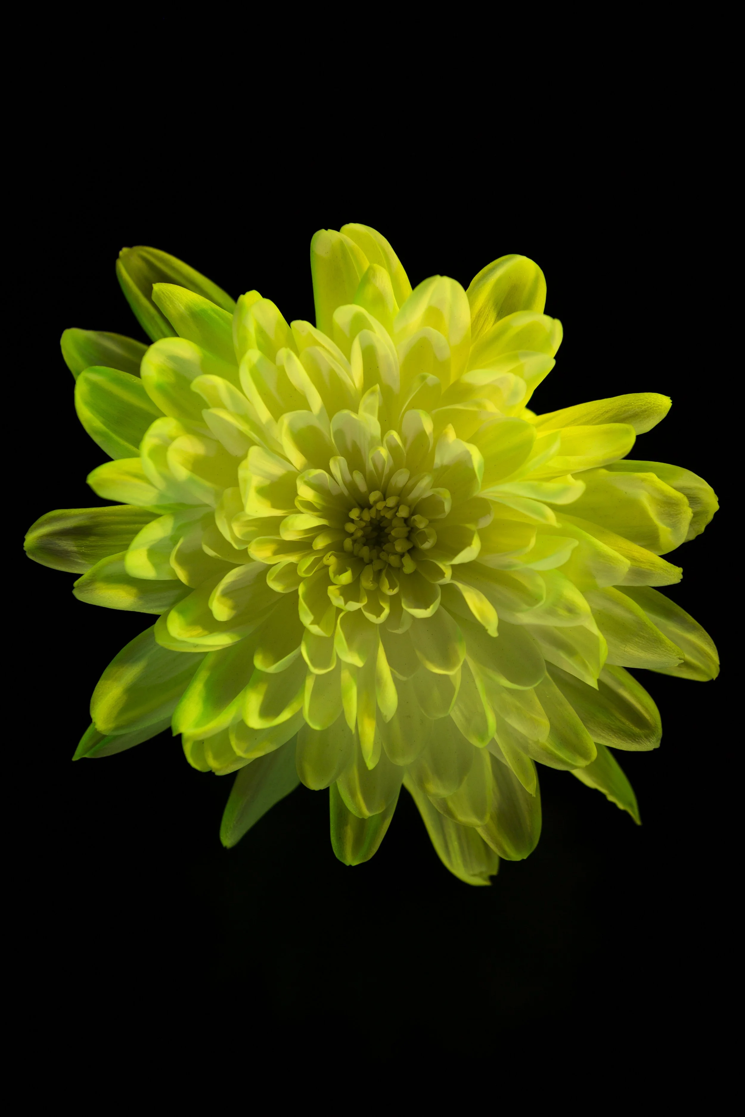 flower_5.jpg