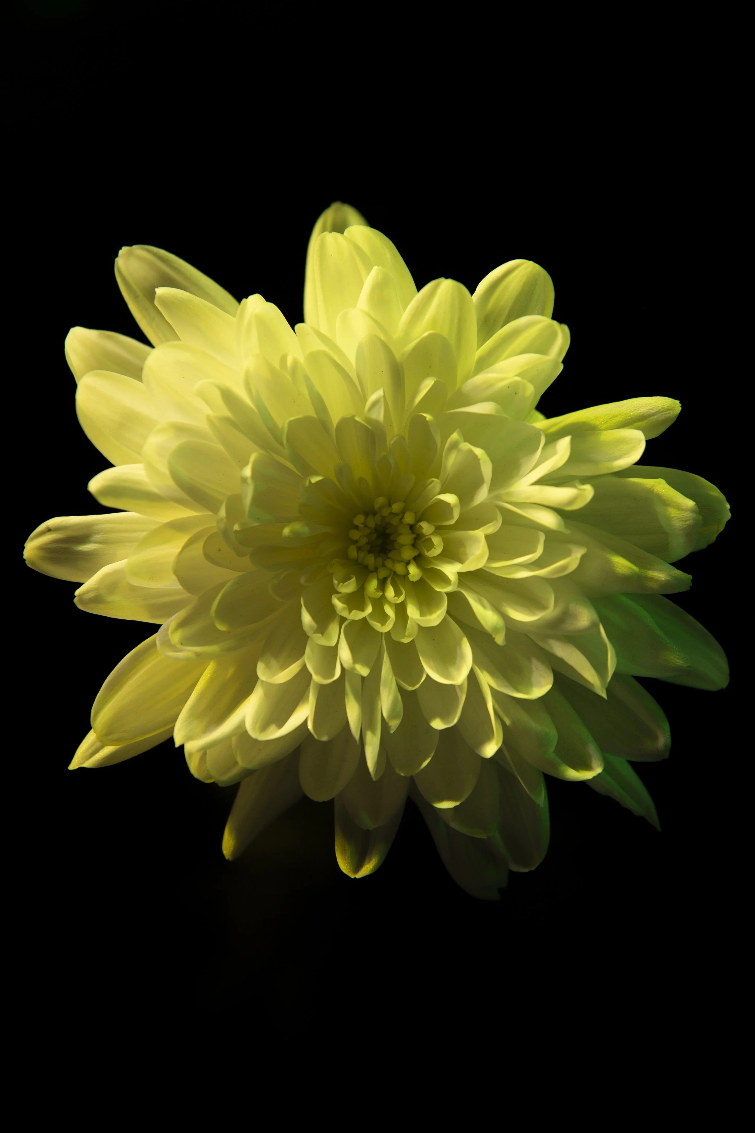flower_1.jpg