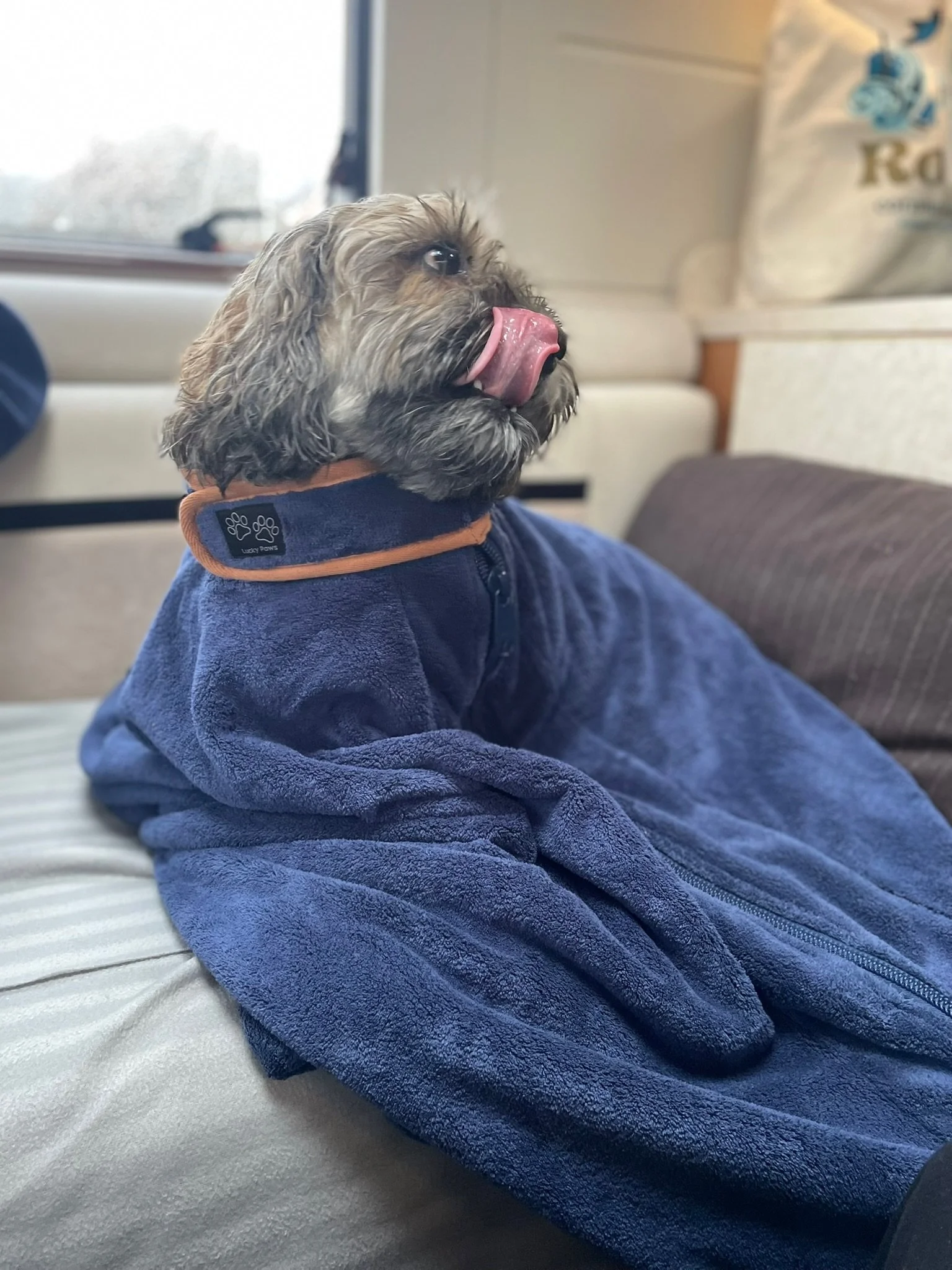 10. Dogs on board: what we've learned travelling with Huffle