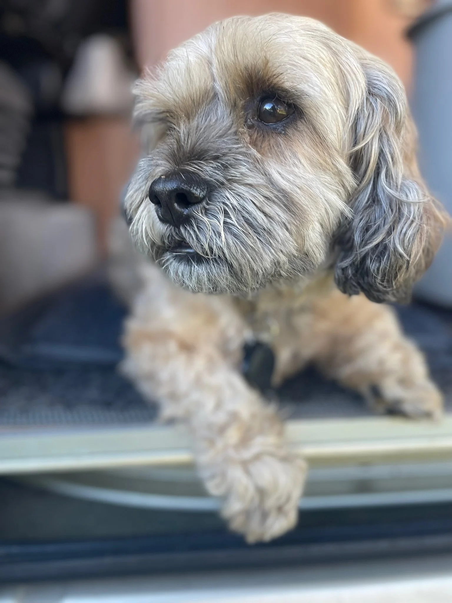 Travelling with a dog
