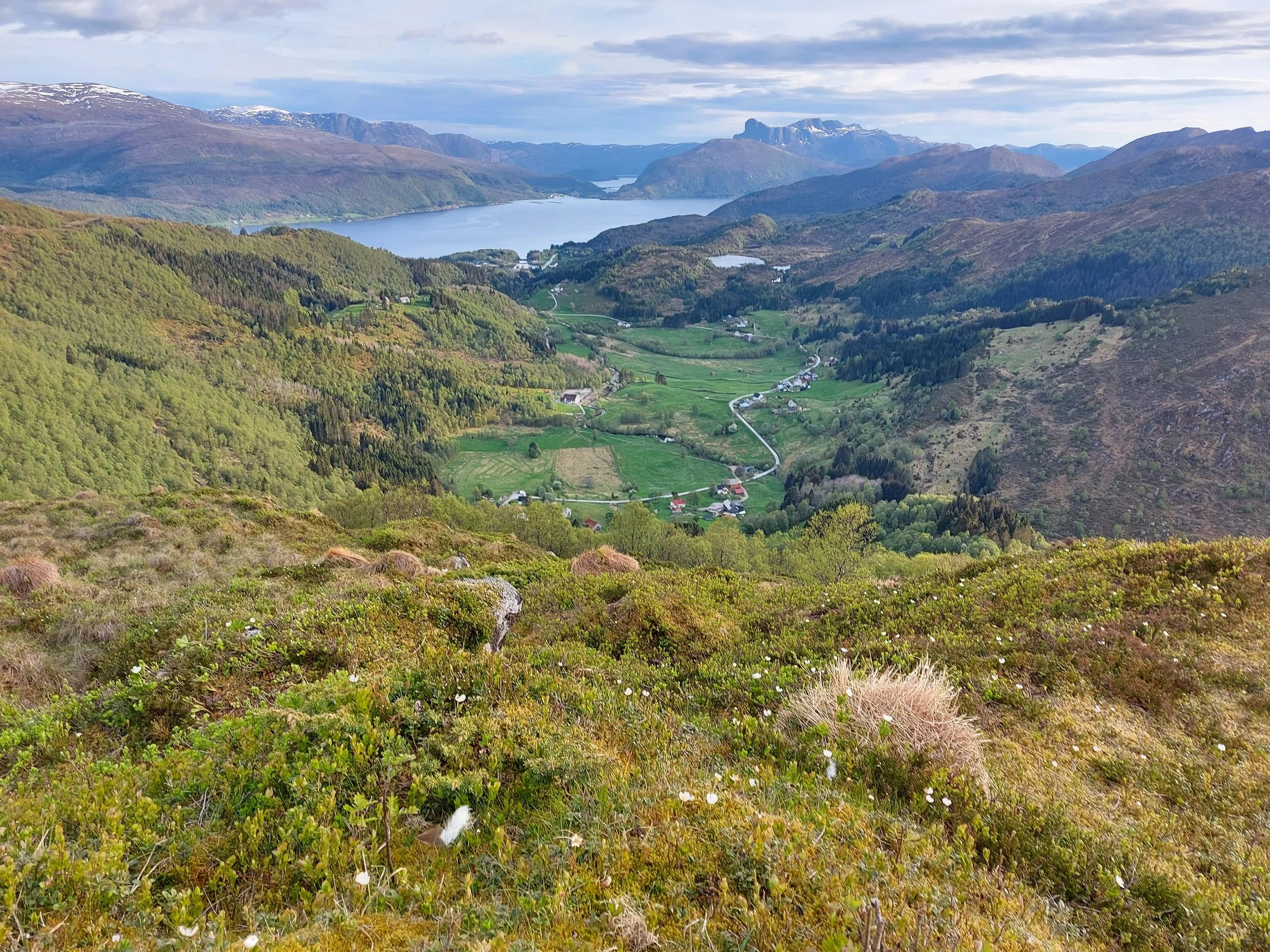 A scenic view of a lush green valley where the artist work and live. Rimstaddalen with scattered houses, winding roads, surrounded by forested hills and mountains. The most famous mountain is Hornelen. View to the fjord Nordfjorden.