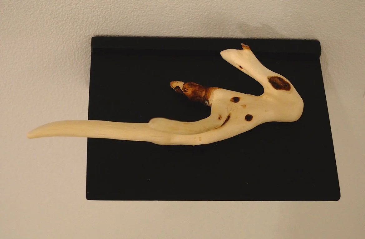 A mounted animal skull, possibly a deer, displayed on a black plaque against a light-colored wall.