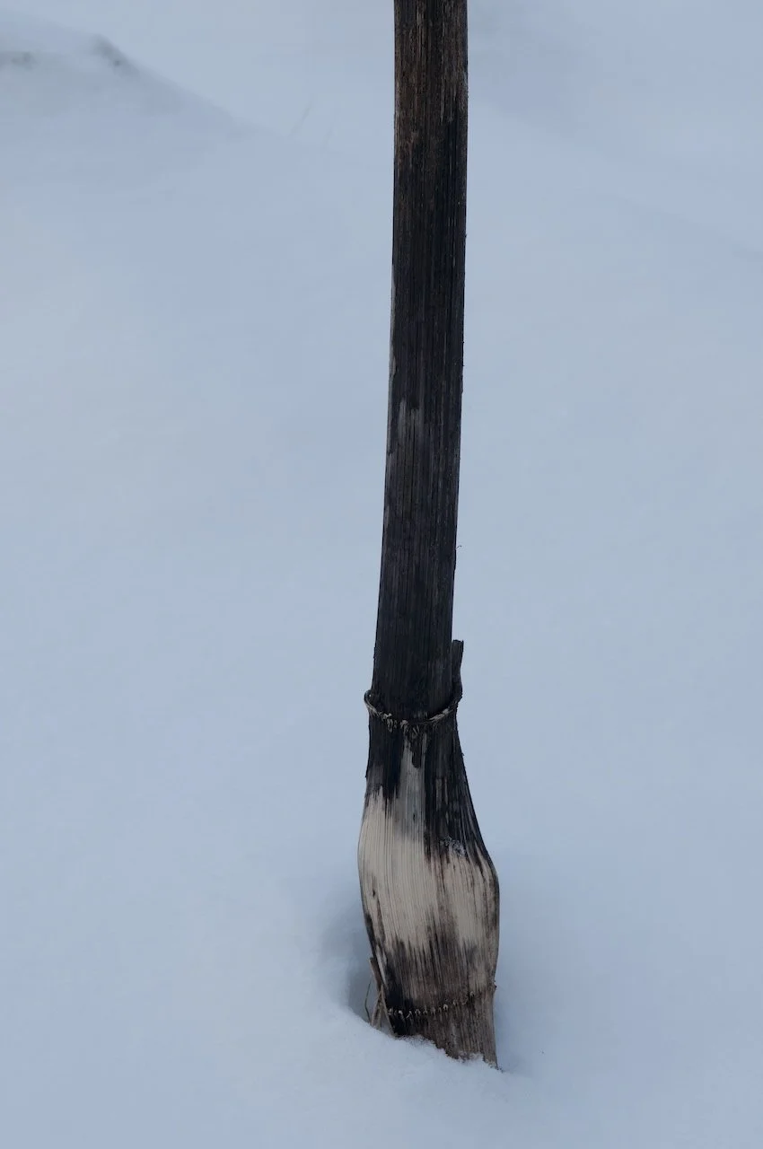 stort strå i snø DSC_0036, red 72dpi.jpg