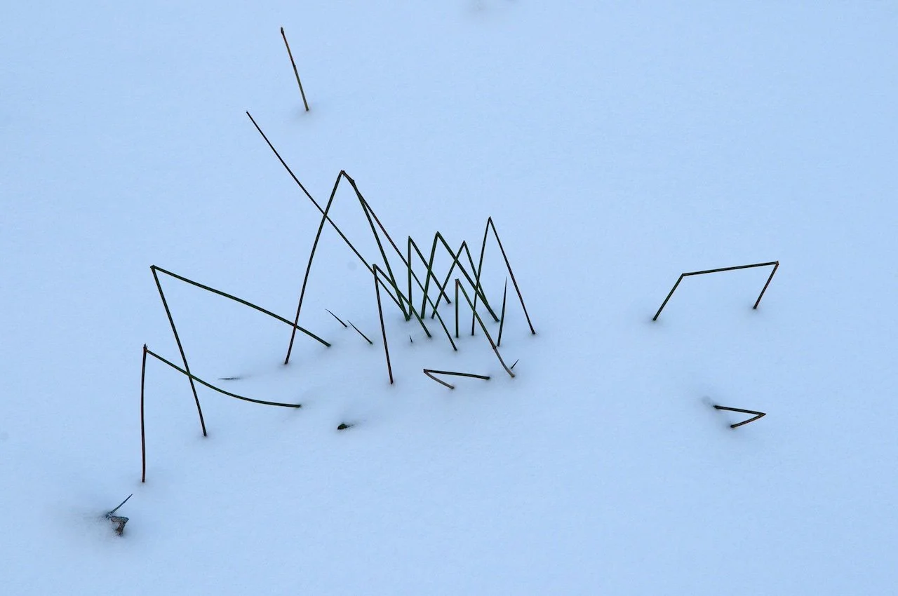mange strå i snø DSC_0024, red 72dpi.jpg