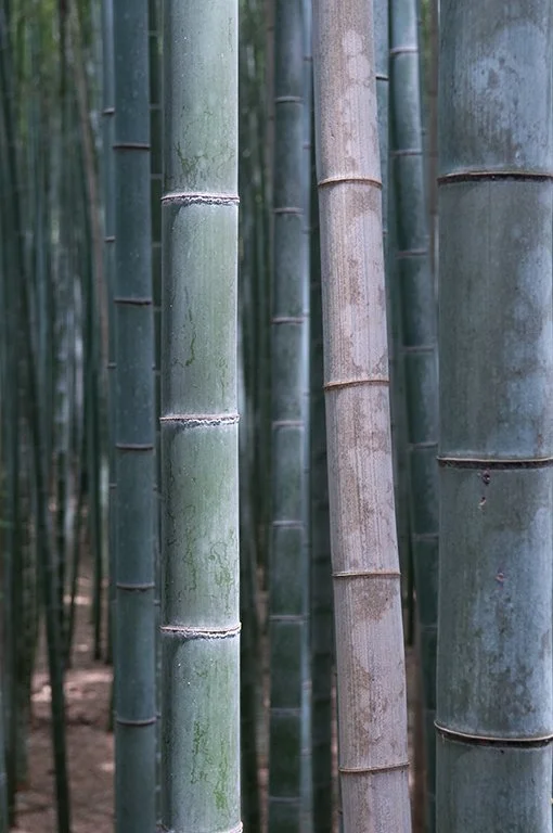 Close-up of green and gray bamboo stalks in a bamboo forest.