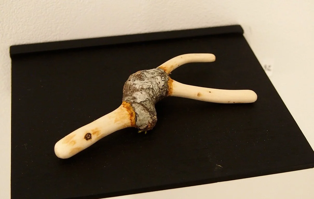 A piece of antler with a rough bark-covered section in the middle, two smooth white branches extending from it, resting on a black surface.