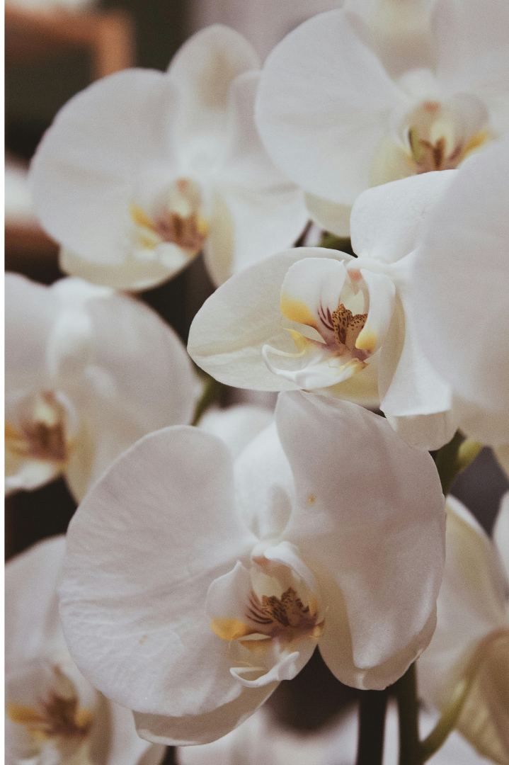Close-up of white orchids with beige and yellow centers.
