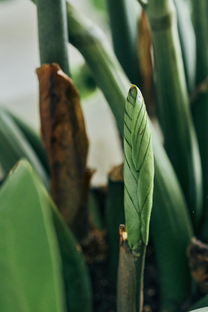 Close-up of a green leaf bud emerging from a plant with surrounding older green leaves and some brown, dried leaves.