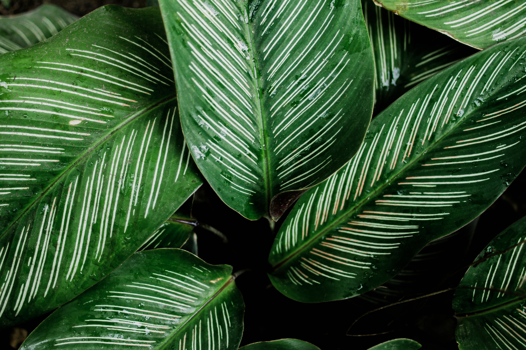 Close-up of green tropical leaves with white stripes.