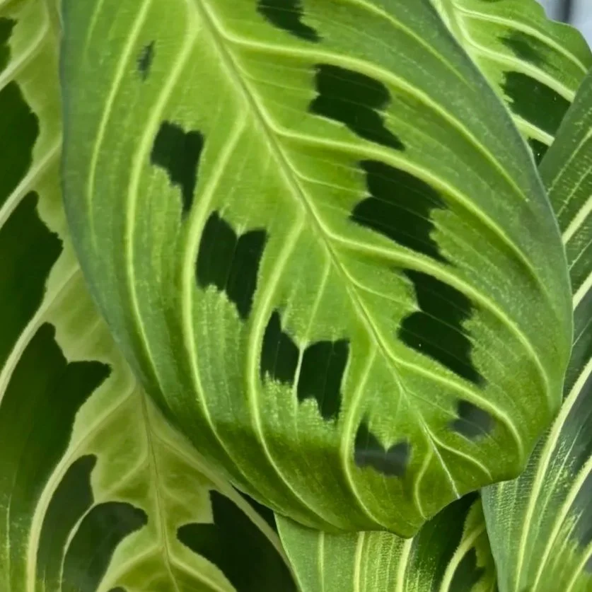 Close-up of green leaves with prominent yellow veins and dark green spots.