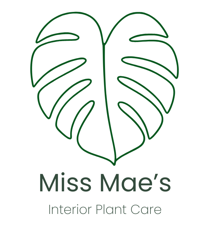 Logo for Miss Mae's Interior Plant Care with a large green Monstera leaf illustration above the company name and service description.