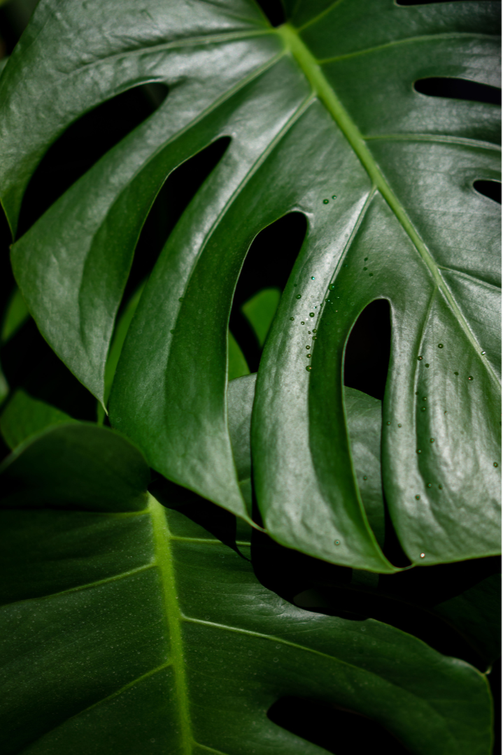 Close-up of green Monstera leaves with characteristic split and hole patterns.