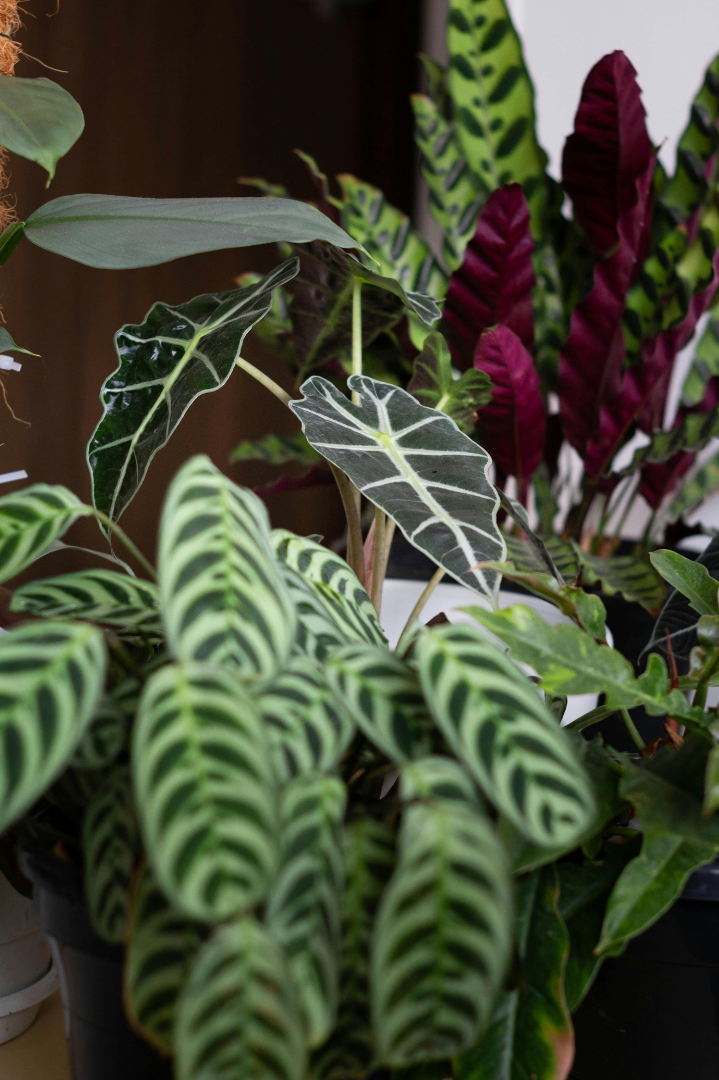 Indoor potted plants, including zebra plant with distinctive patterned leaves and other tropical foliage.