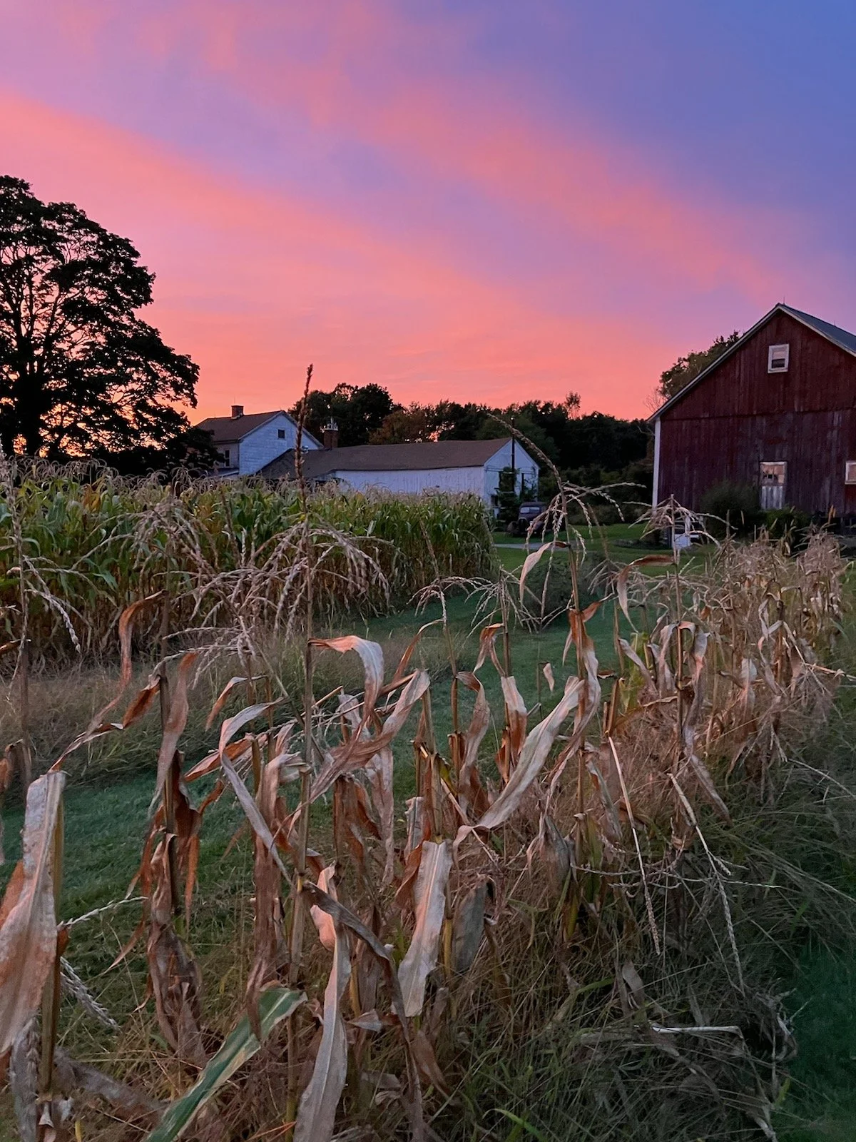 Corn barn.jpg