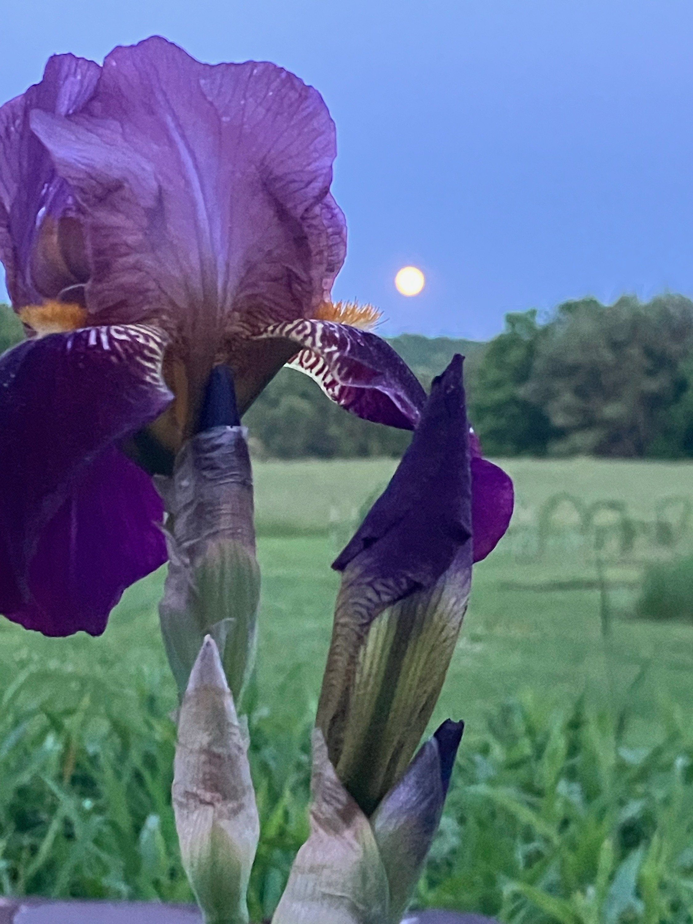 Flower moon.jpg