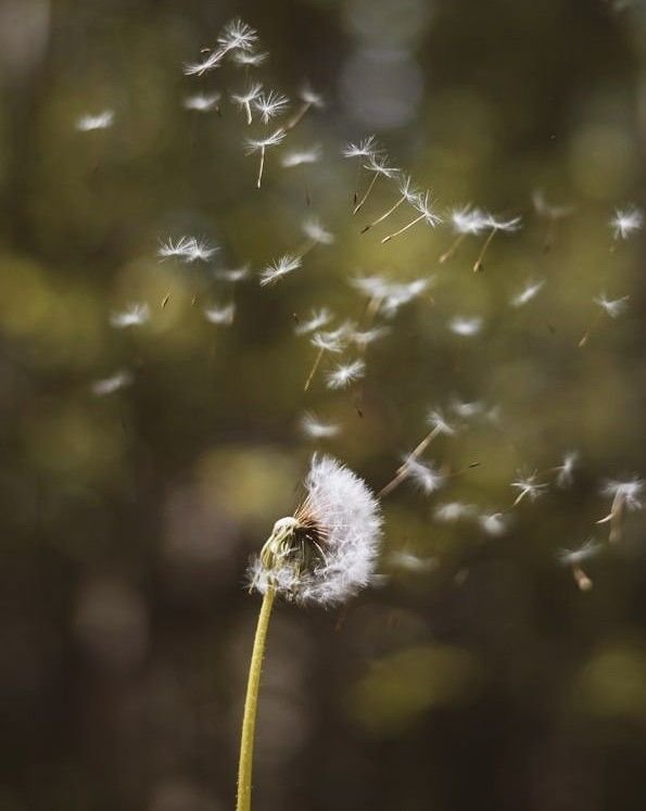 A dandelion seed head with seeds dispersing into the air.