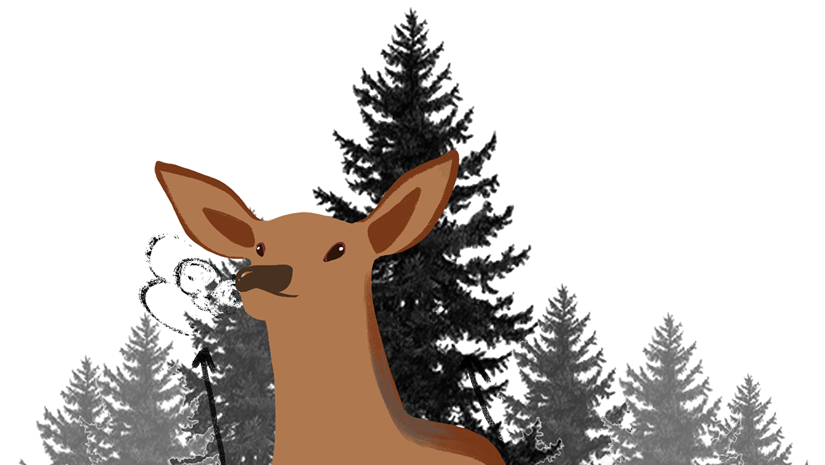 44eb8652-5aa1-45d5-a427-f3ab17be8b8e_rw_1200.png