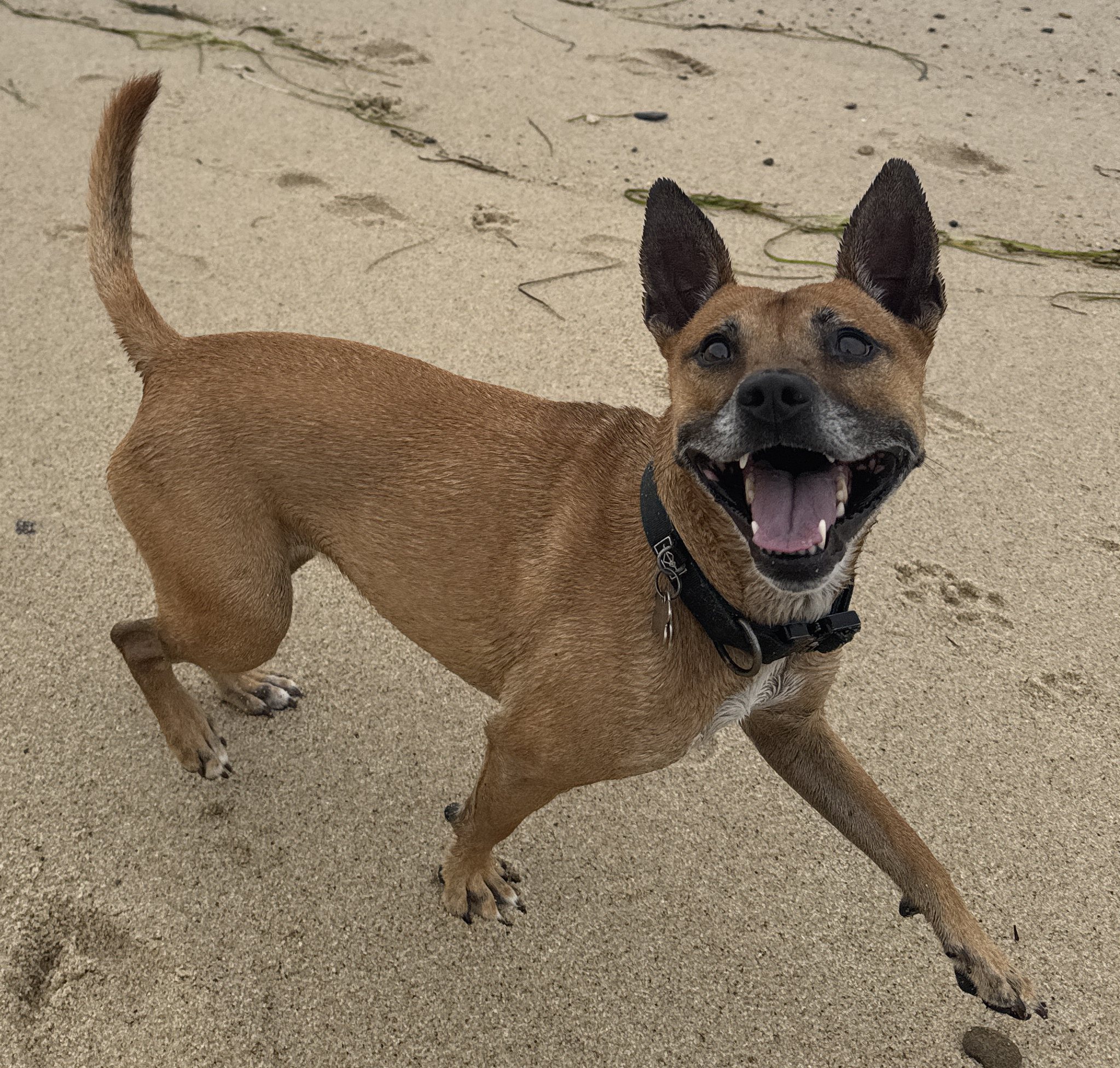 Photo of smiling dog