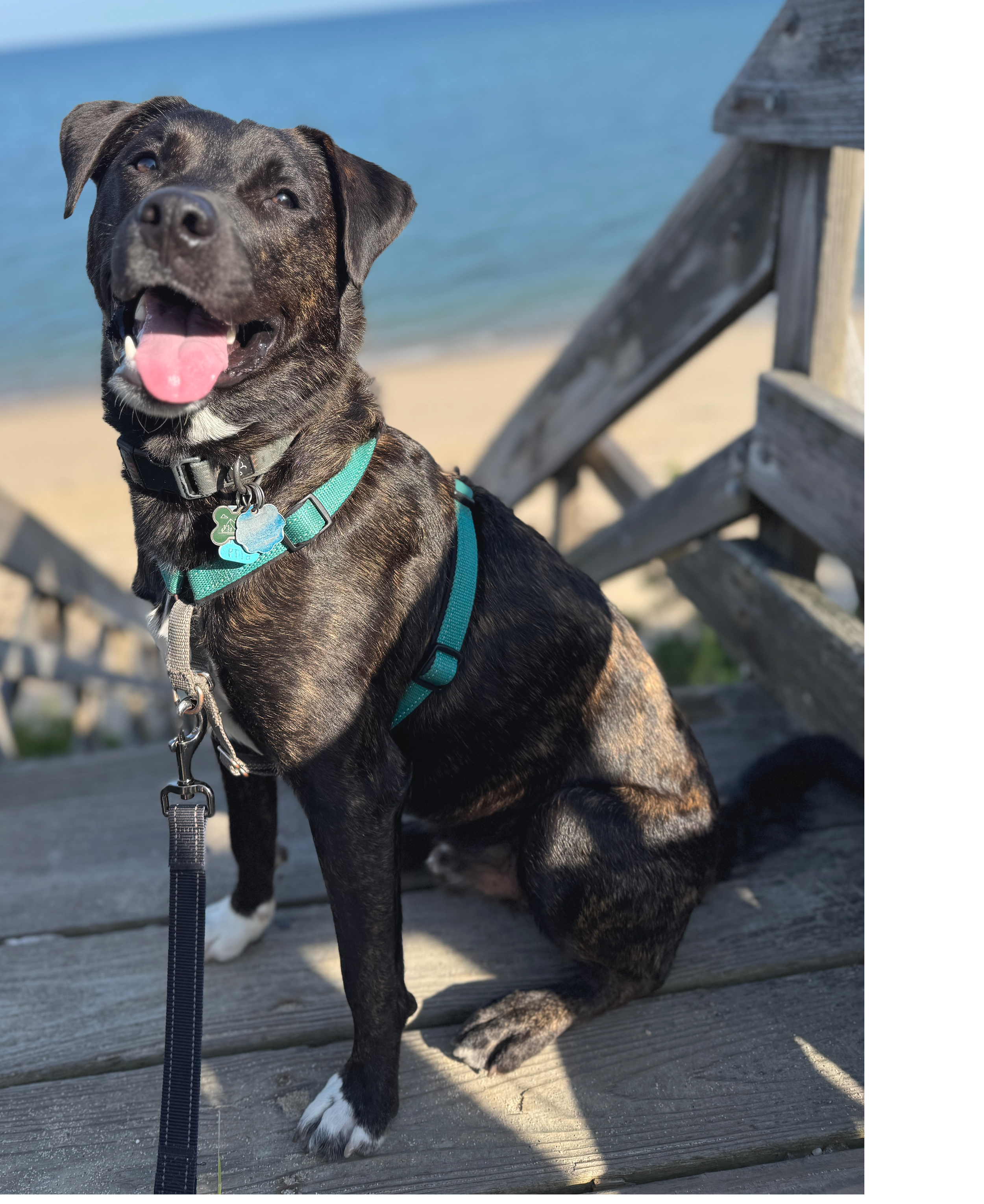 Photo of a happy sitting dog.