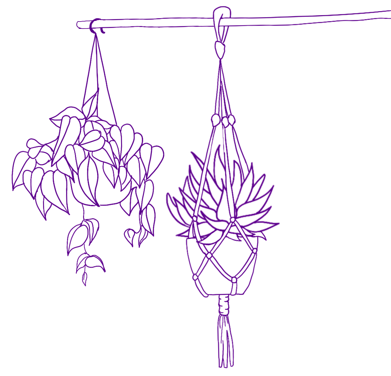 Digital line drawing of hanging plants
