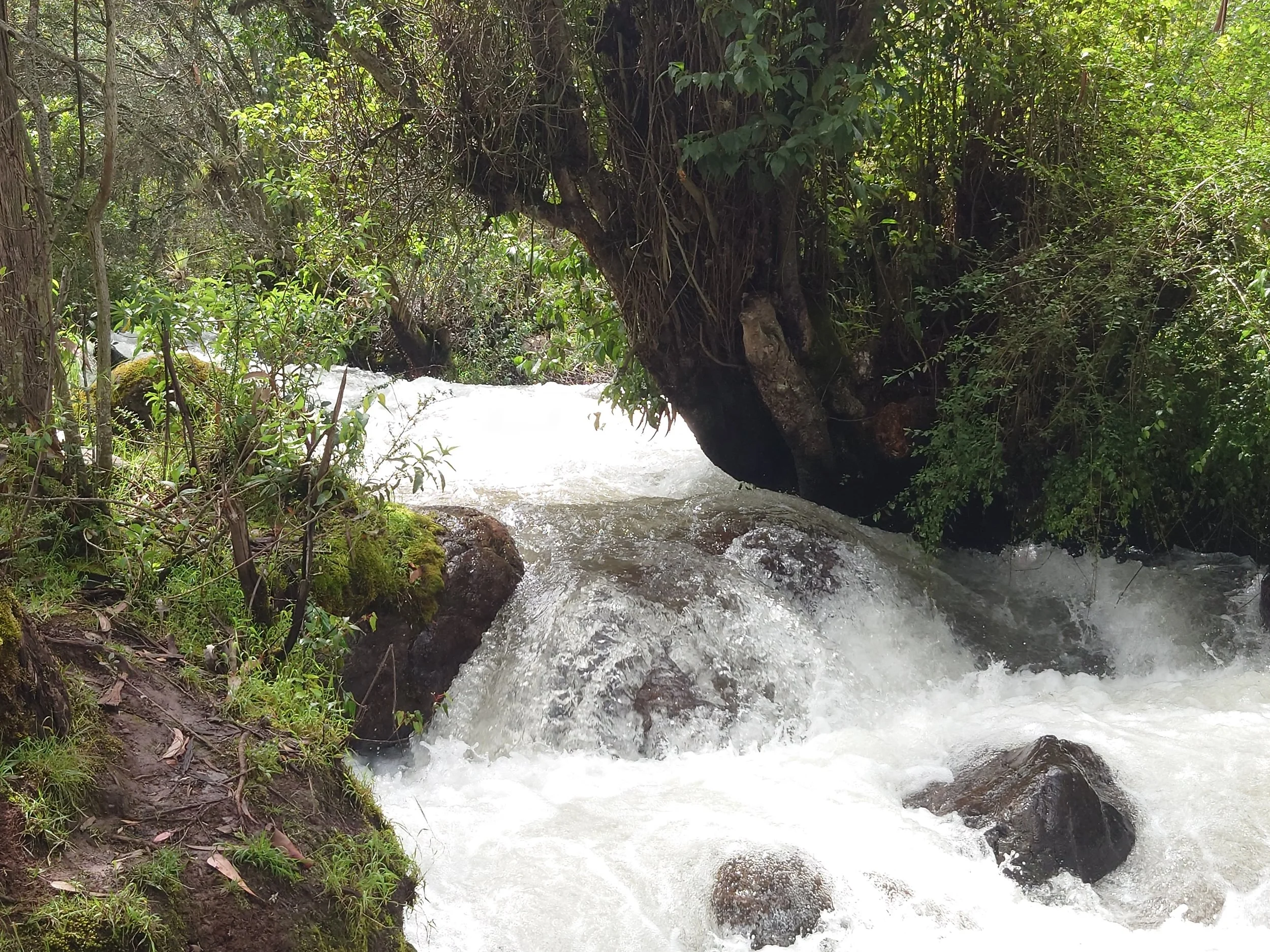 A rushing river flowing through a lush green forest with trees and moss-covered rocks.