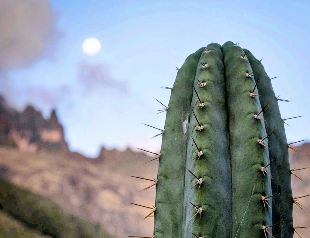 Close-up of a tall green san pedro or wachuma cactus with long sharp spines against a blurred landscape and a bright sky.