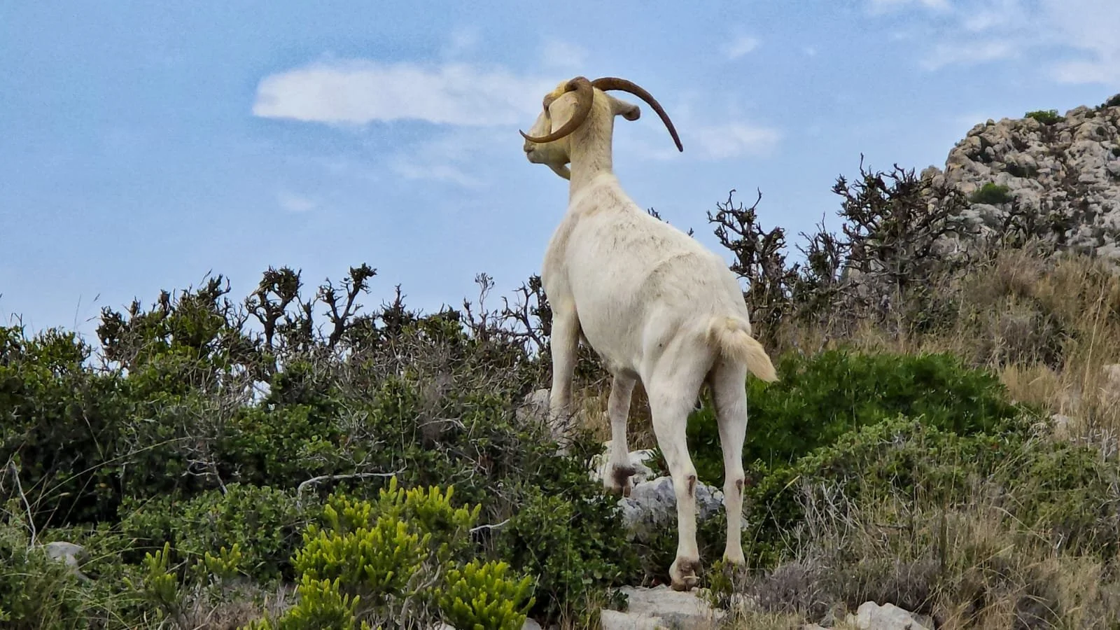 A mountain goat standing on rocky terrain surrounded by shrubs and bushes under a blue sky.