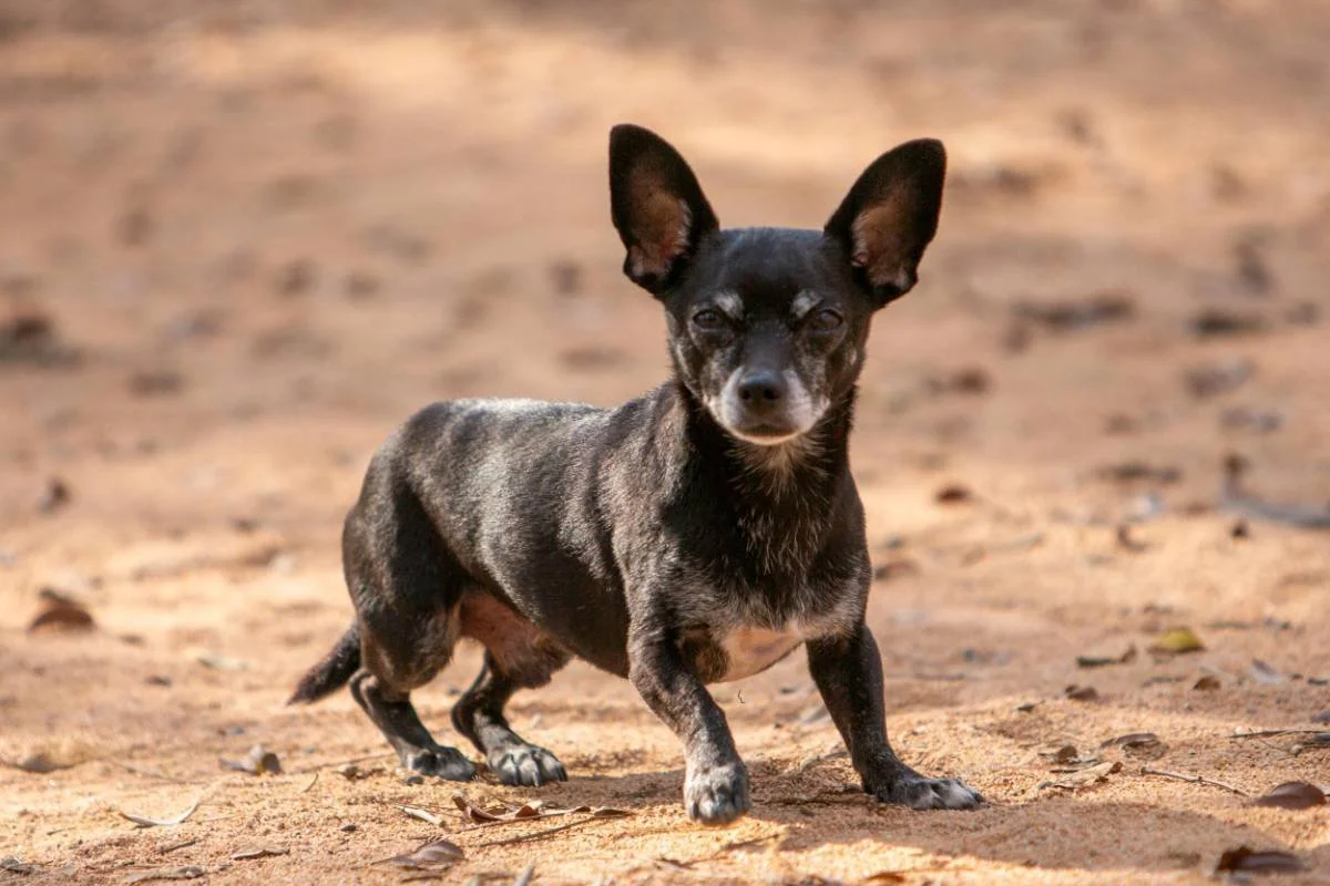 Small black and gray mixed breed dog with large ears standing on sandy ground outdoors.