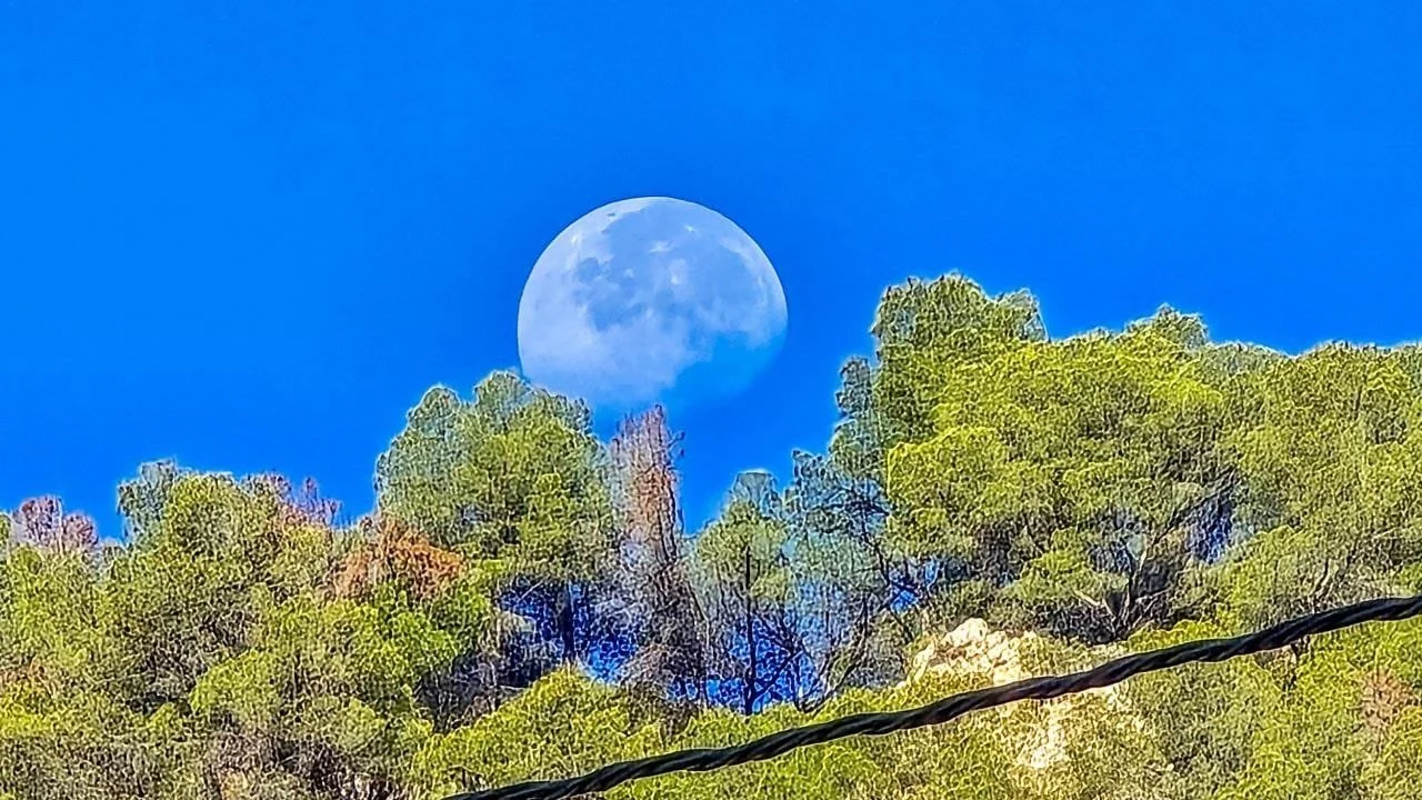 A full moon rising above a tree-lined hillside on a clear blue sky.