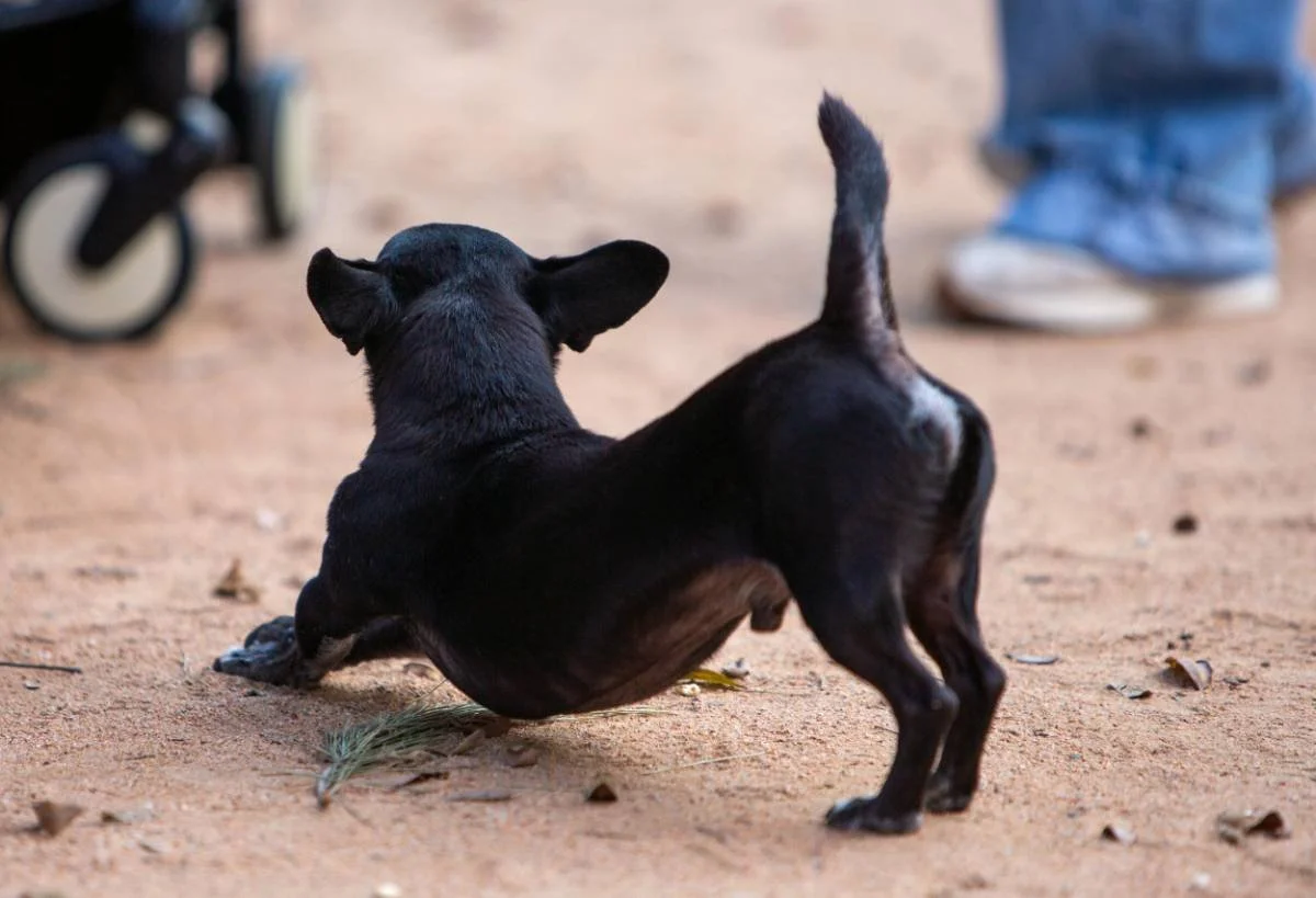Small black and white dog sitting on dirt ground with its back turned and tail slightly raised, near a person wearing jeans and white shoes.