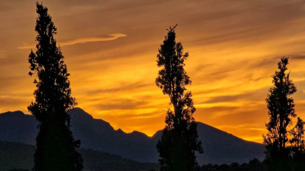 Silhouettes of tall trees against a vibrant orange and yellow sunset sky with mountains in the background.