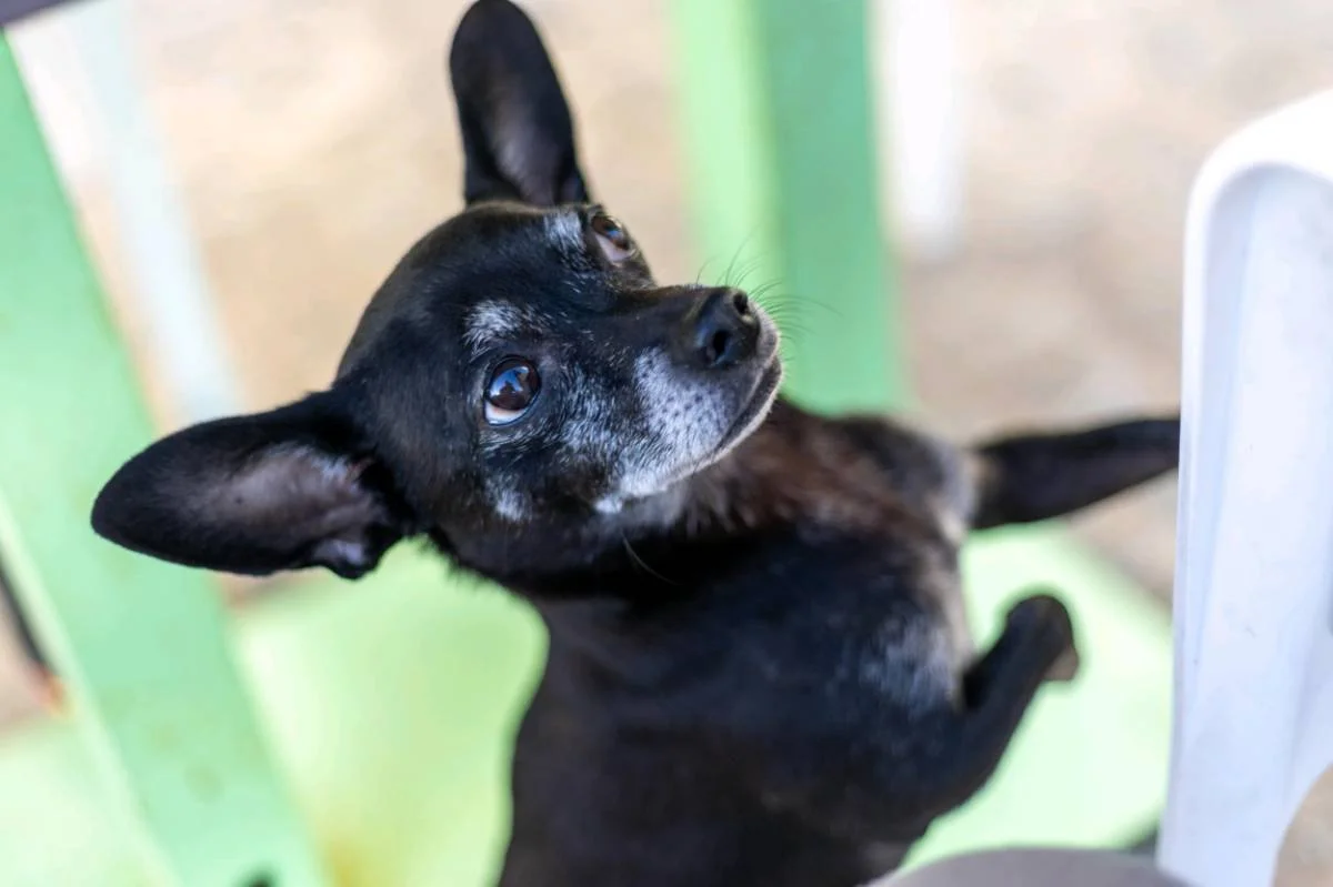 A small black dog with some white markings on its face, sitting on a green surface, looking up with large ears and shiny eyes.