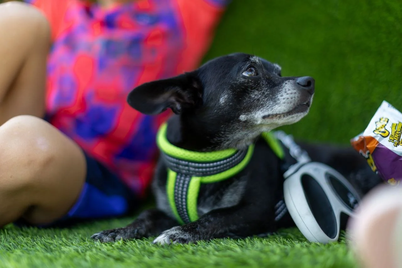 A small black dog with a white chest wearing a green harness lying on a green grass surface, with a person in colorful clothing nearby, and a snack bag and a disposable cup in front.