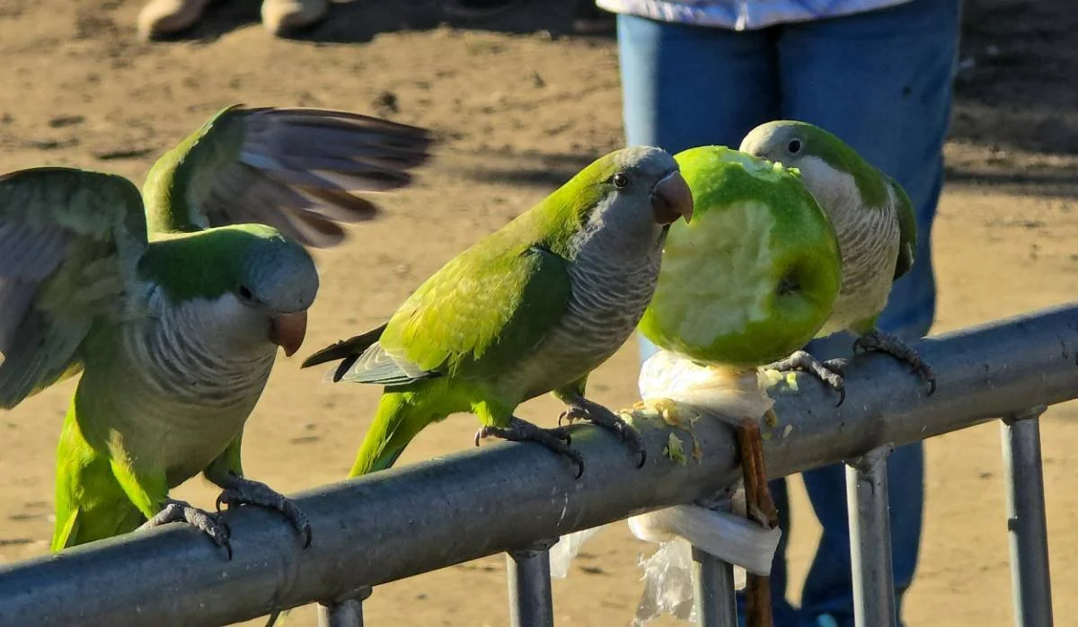 Three parakeets perched on a metal rail, one with a slice of apple, in an outdoor setting.