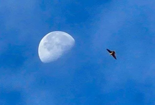 A bird flying in front of a sky with a visible moon.