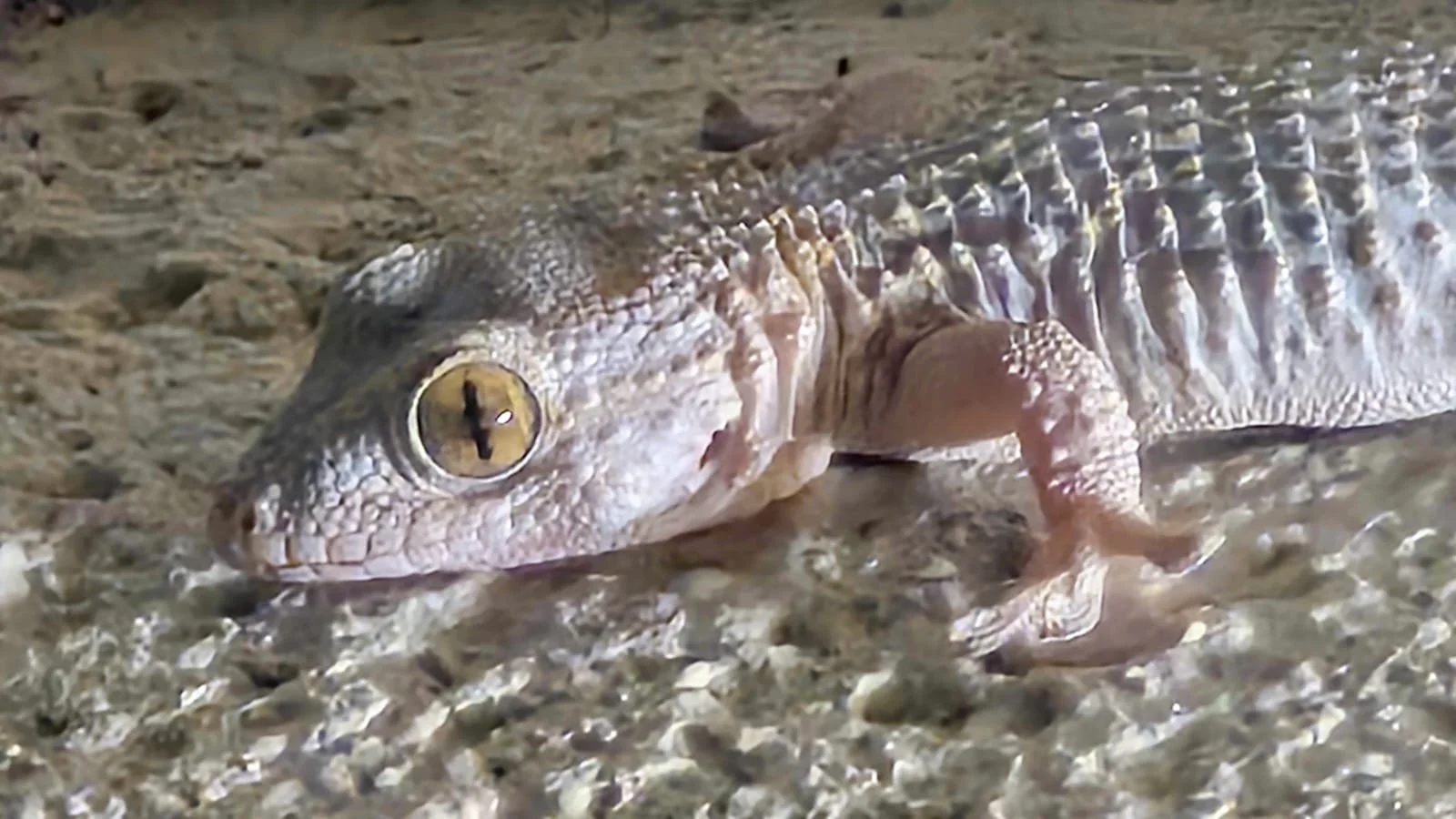 Close-up of a small crocodile or alligator on rocky ground, with detailed scales and yellow eye.